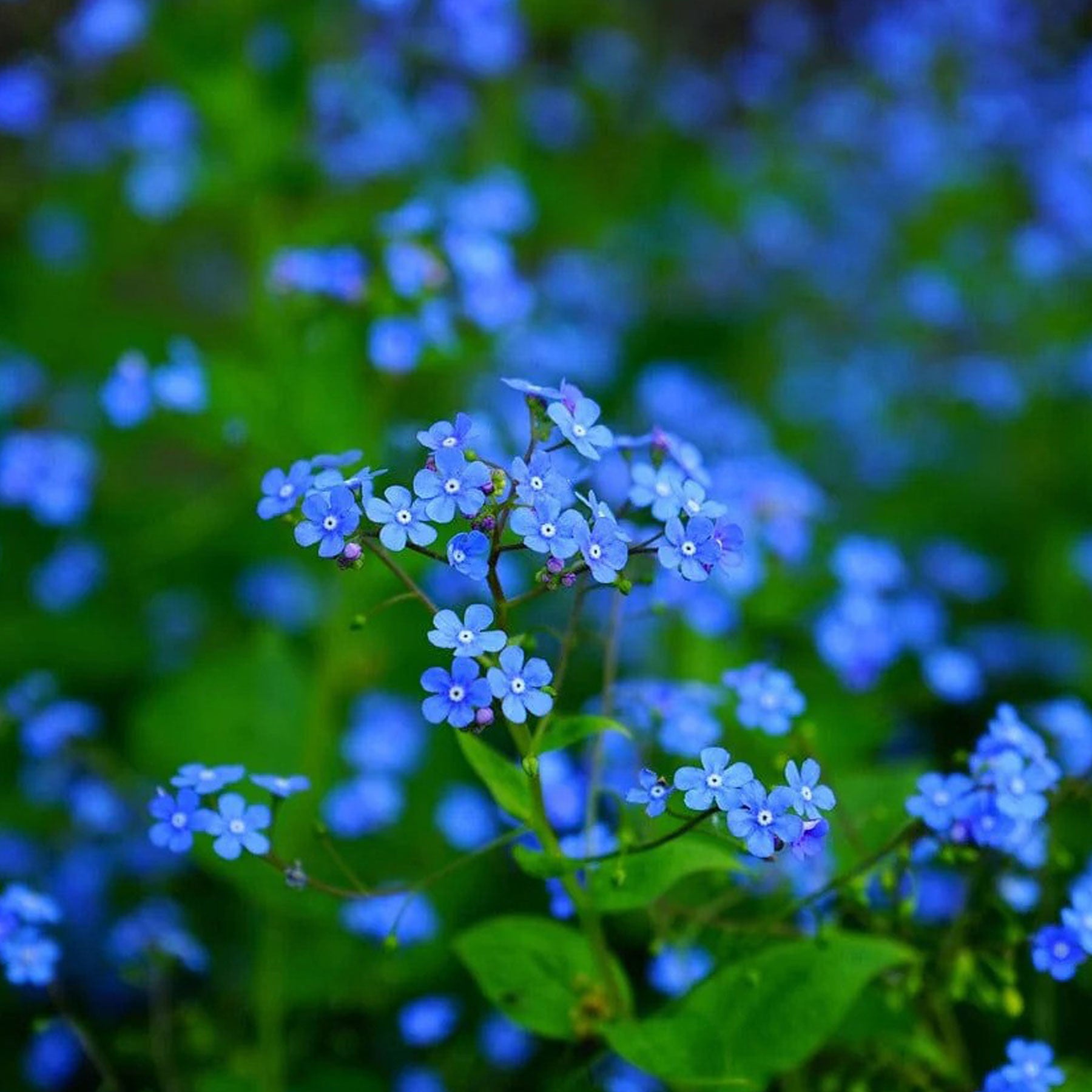 Little nature explorer forget-me-not growing kit