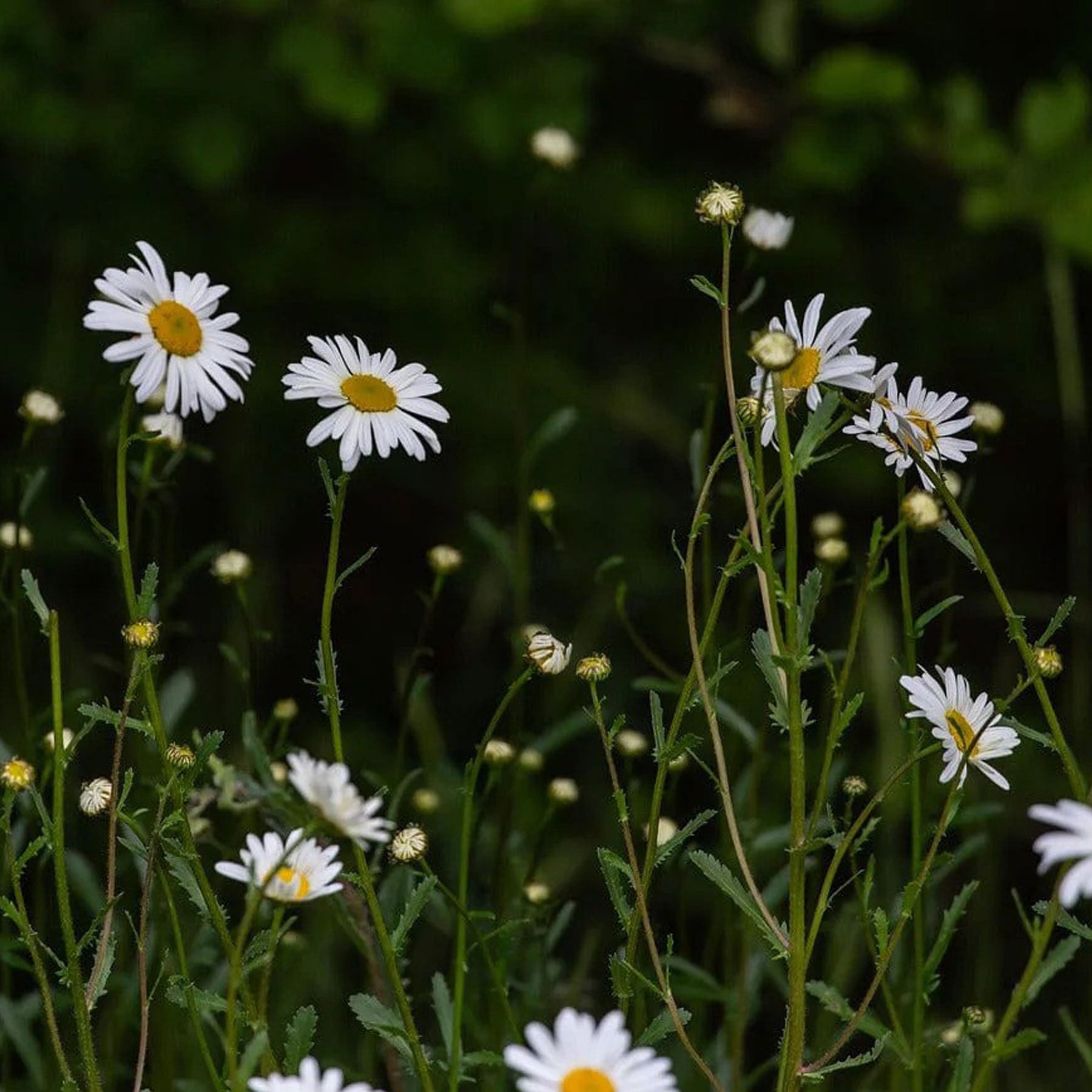 Little nature explorer ox-eye daisy growing kit
