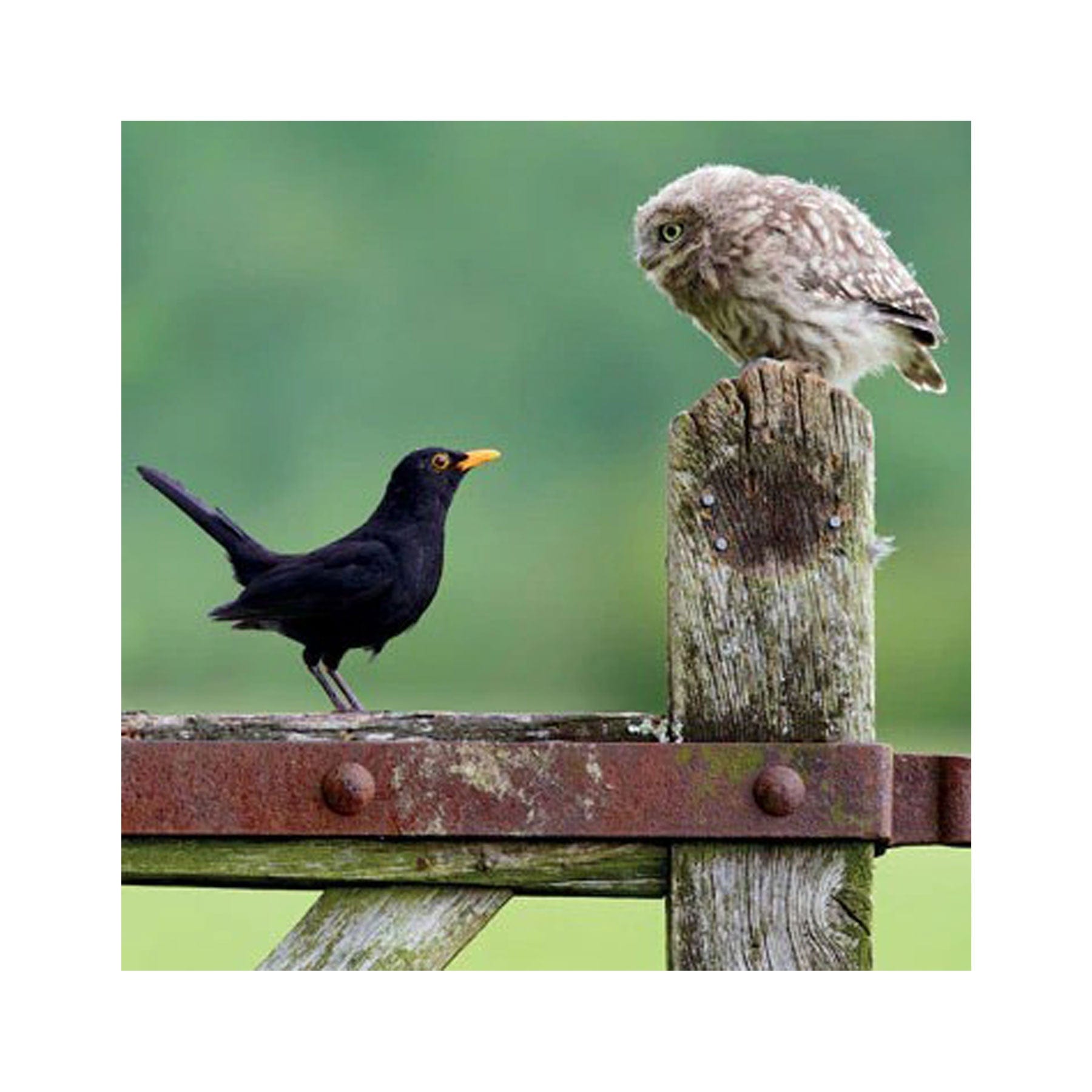 Little owl meets blackbird greetings card