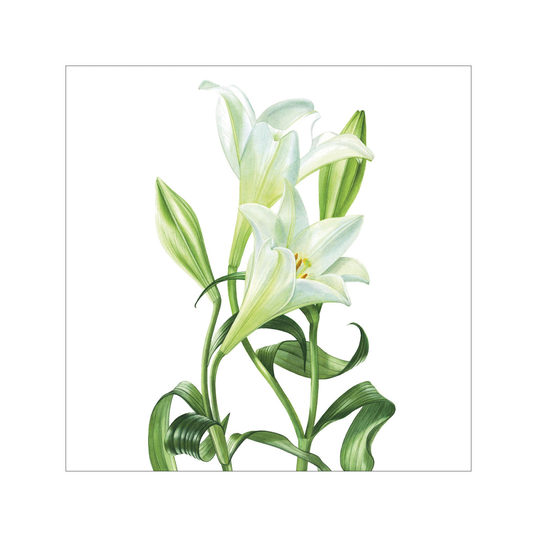Longiflorum lillies greetings card