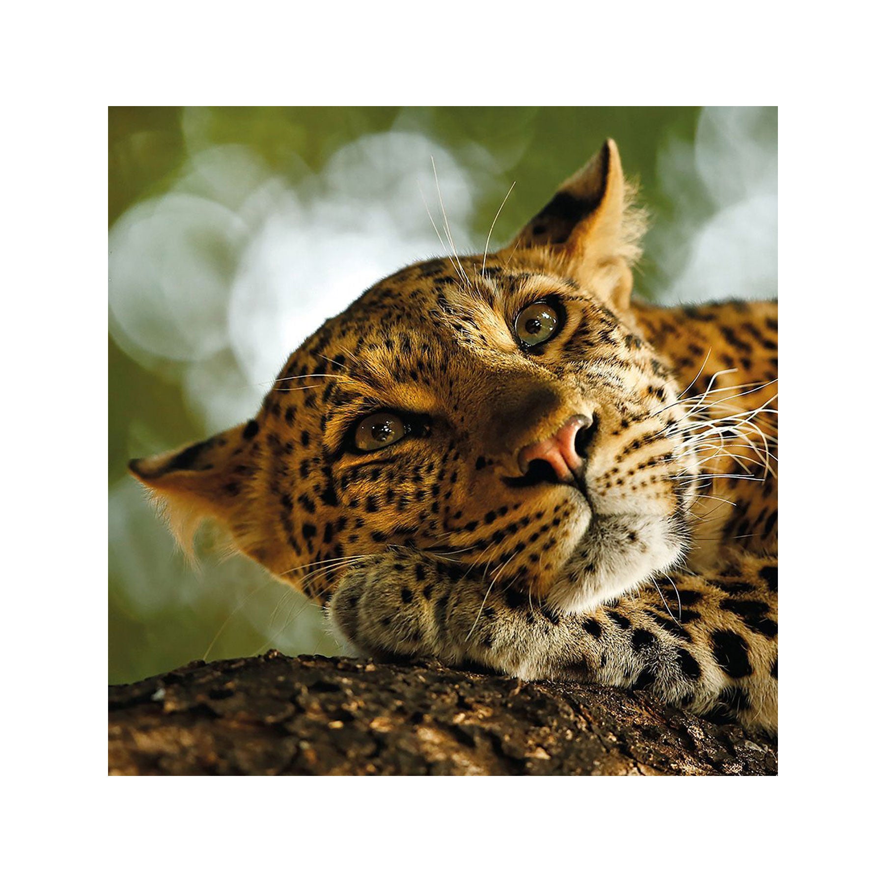 Lounging leopard greetings card