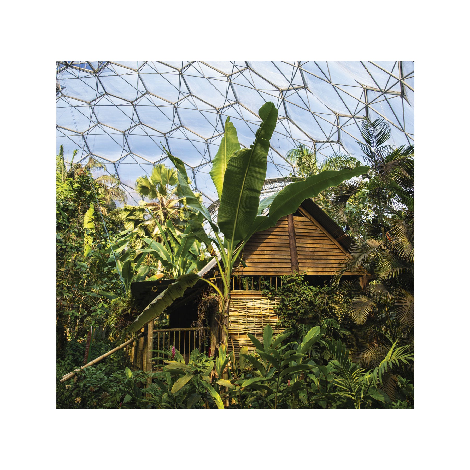 Malaysian garden rainforest biome greetings card