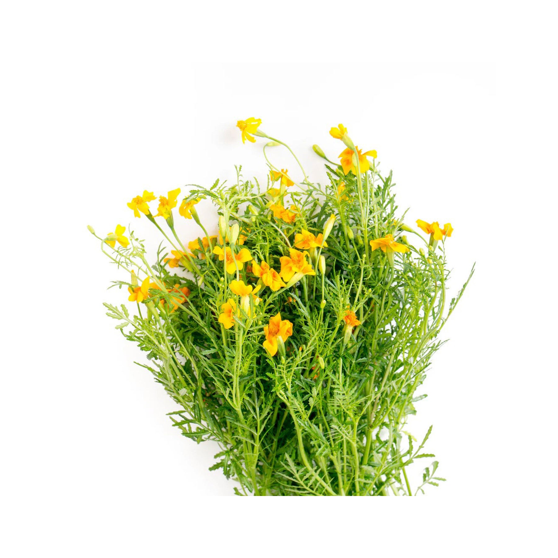 Marigold starfire mix seeds