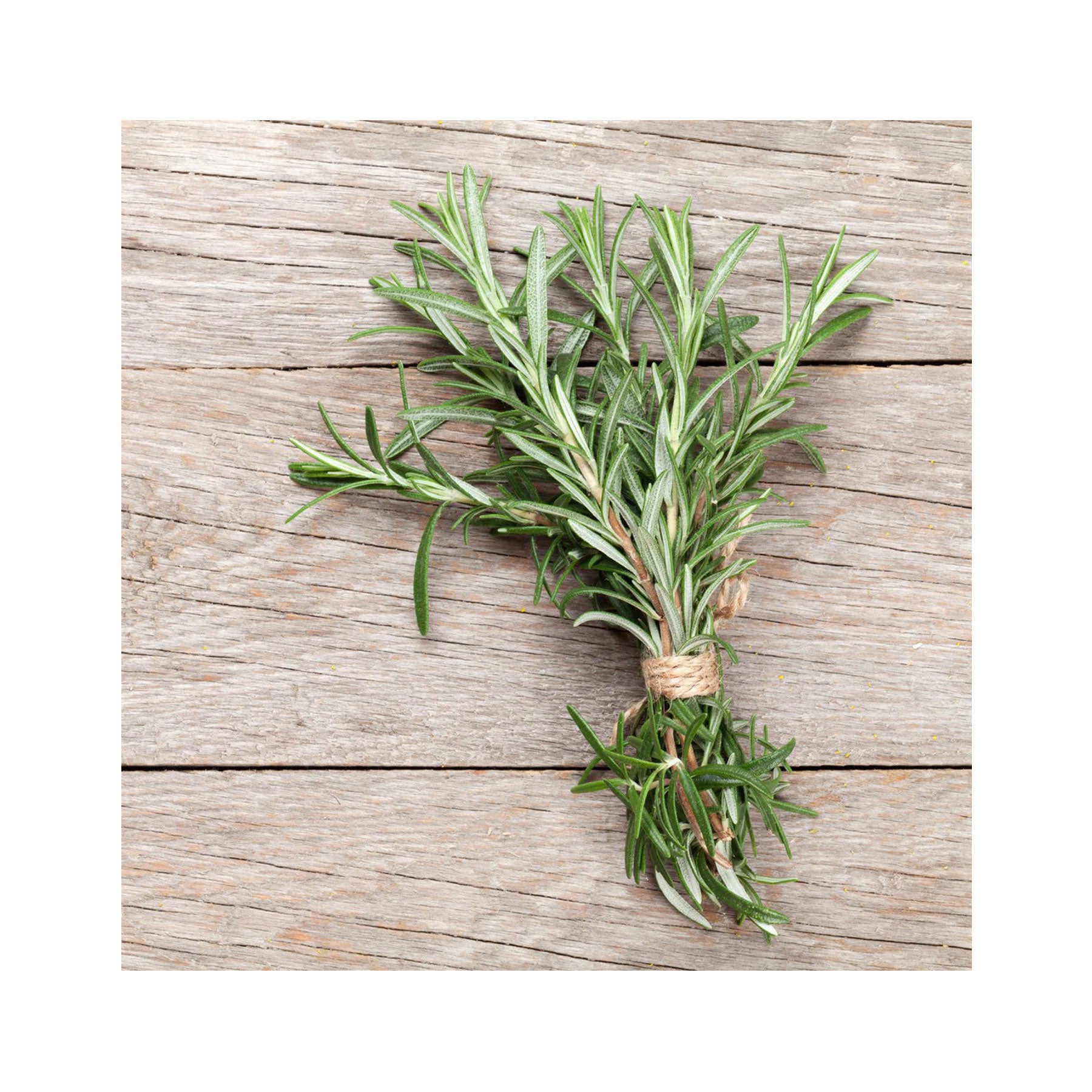 Mediterranean herbs seed collection