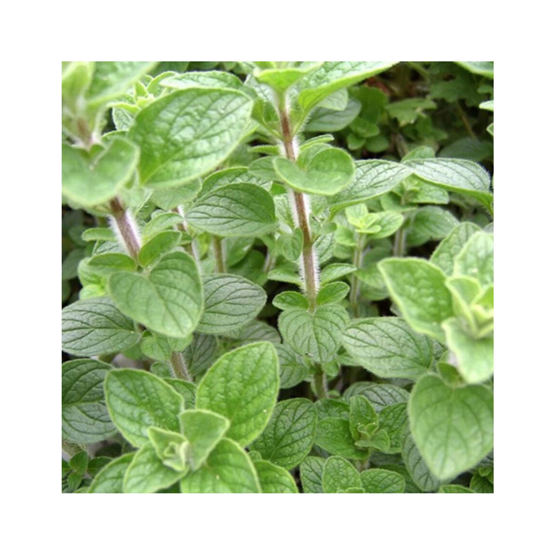 Mediterranean herbs seed collection