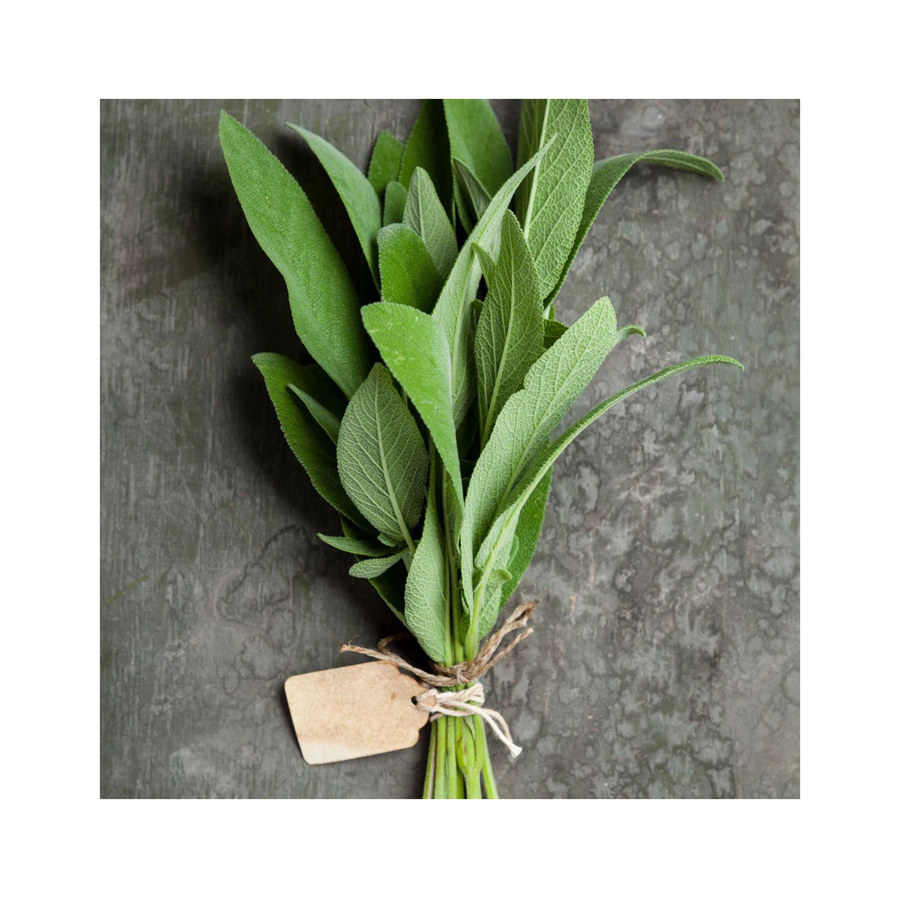 Mediterranean herbs seed collection