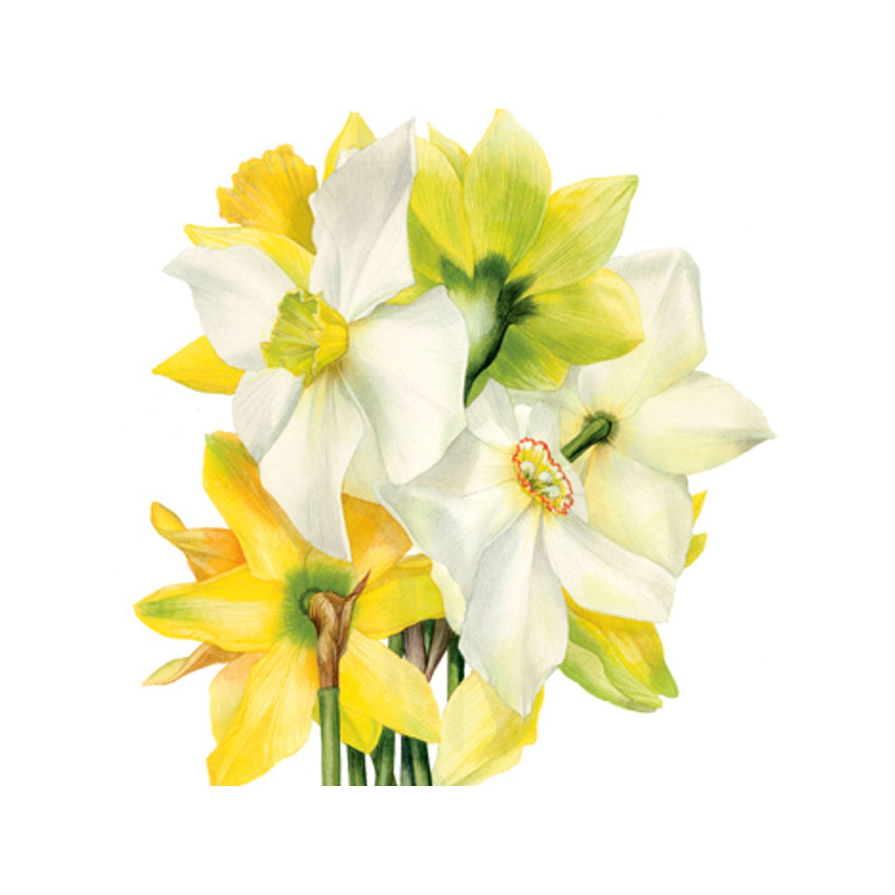 Narcissi greetings card