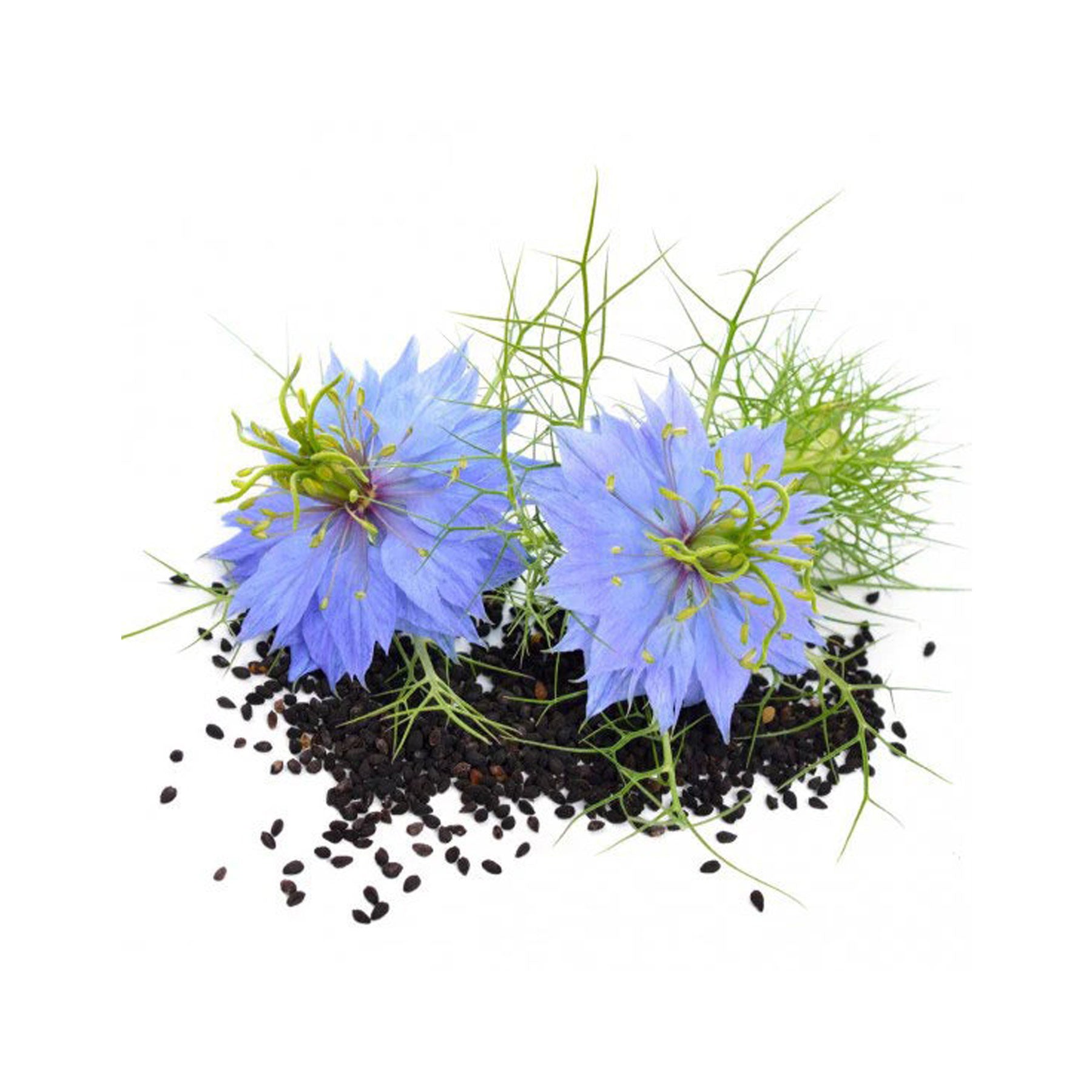 Nigella black cumin seeds