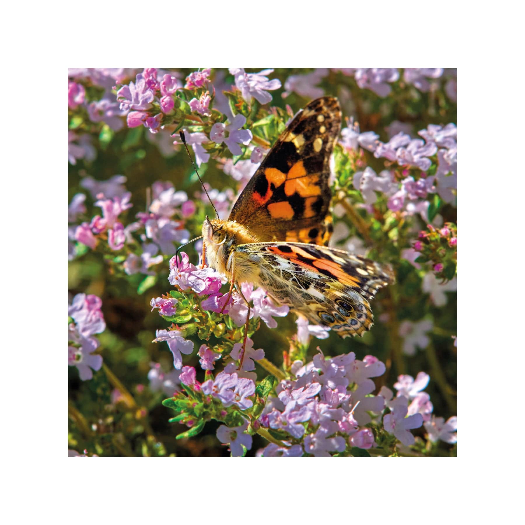 Painted lady butterfly greetings card