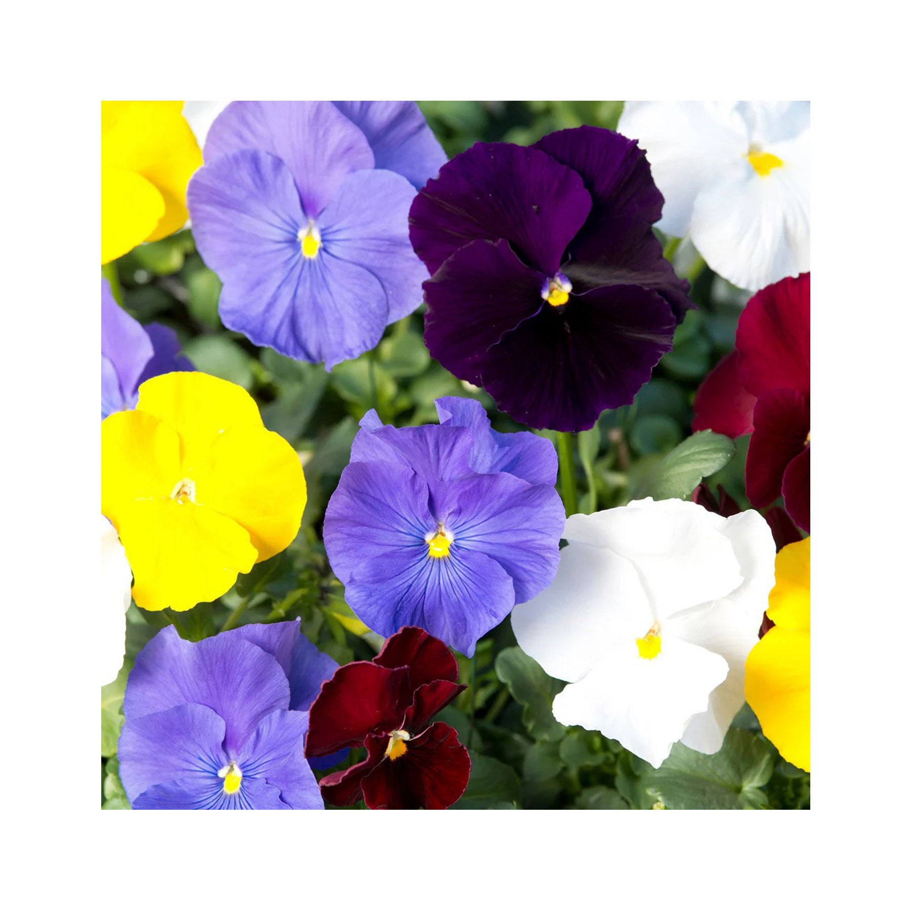 Pansy clear crystals mix seeds