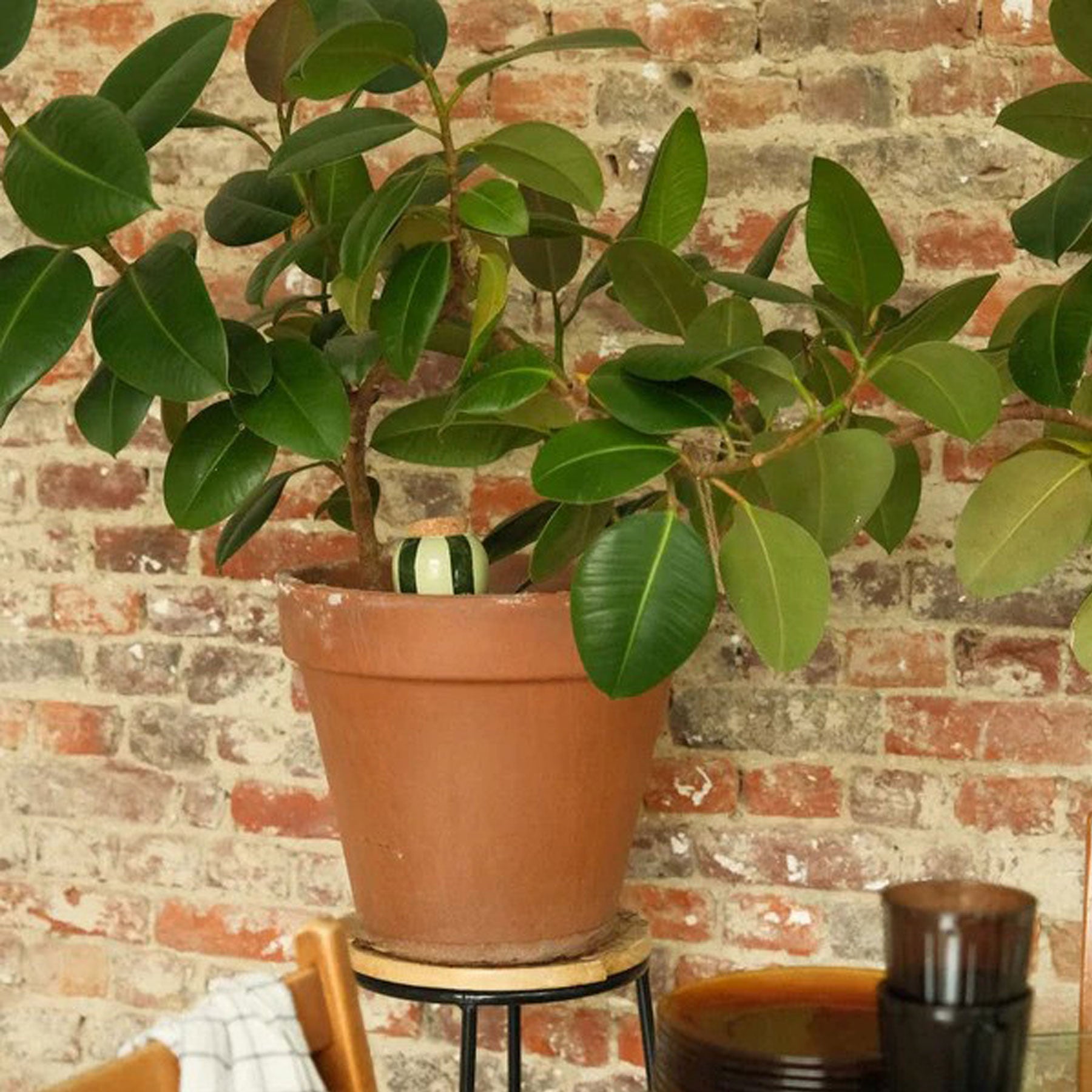 Hydrating olla green and green striped