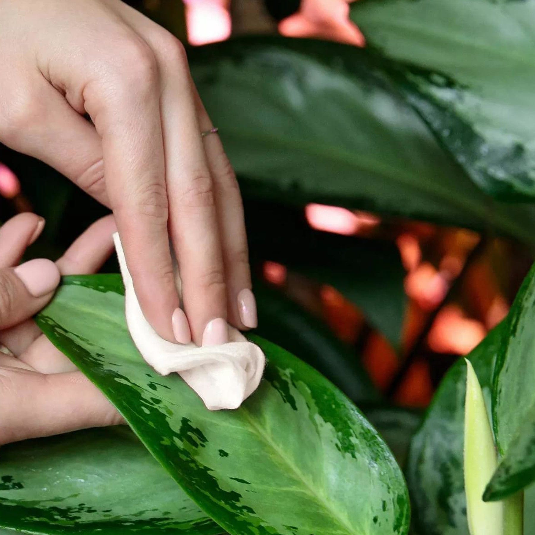 Close-up of a person's hand with manicured nails gently touching a green leaf, symbolizing skin care or interaction with nature, with soft-focus background of foliage and warm light.