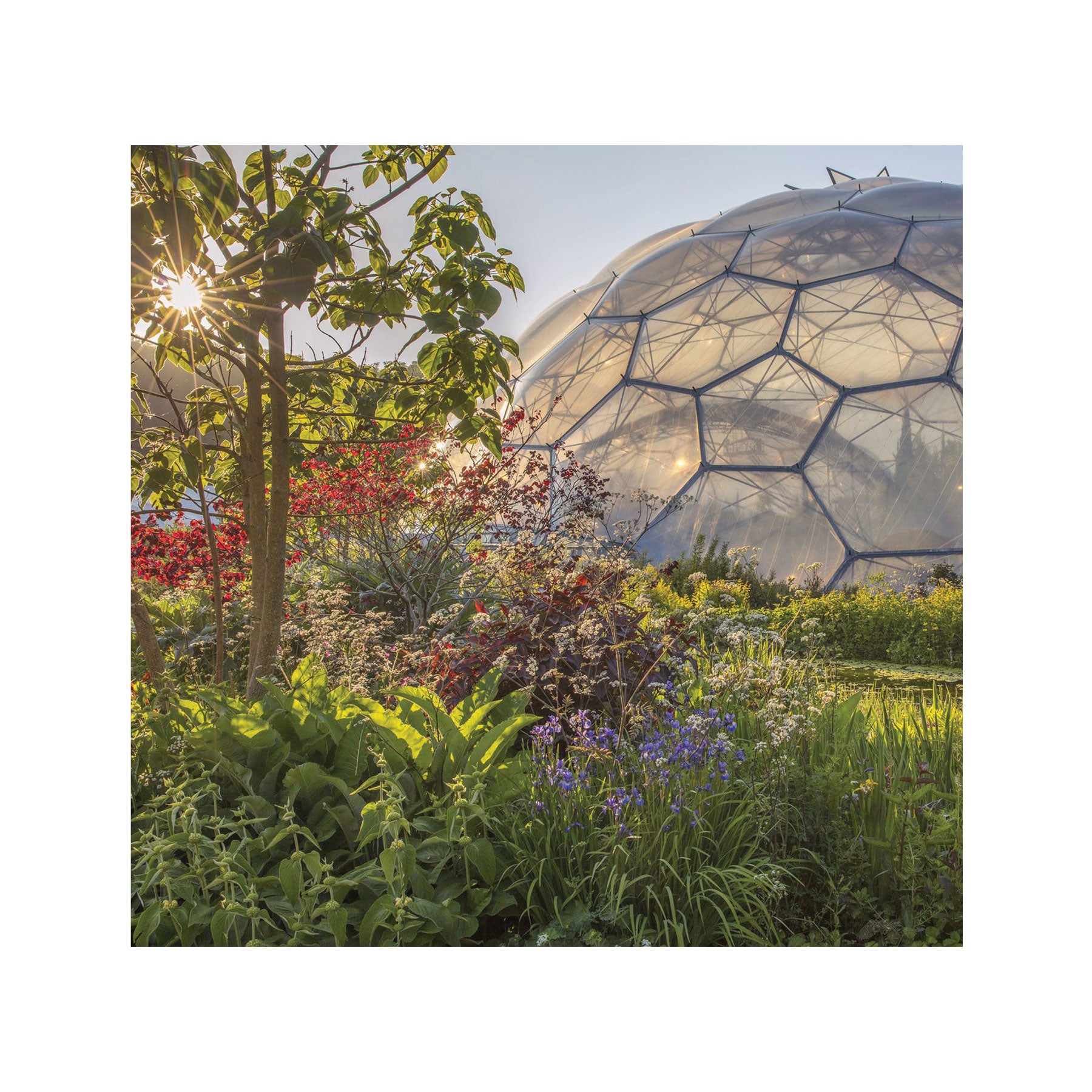 Pond in the evening sun greetings card
