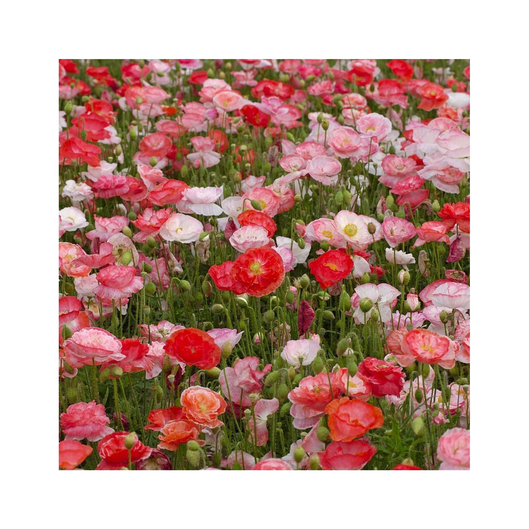 Poppy falling in love seeds