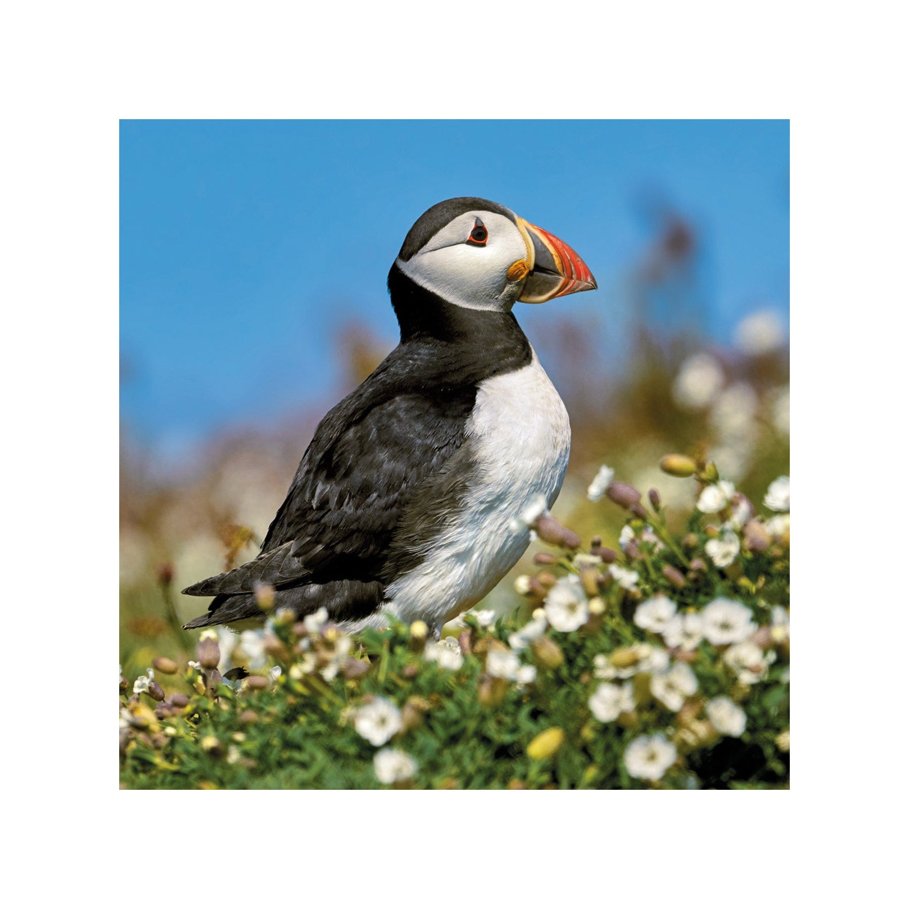 Puffin greetings card