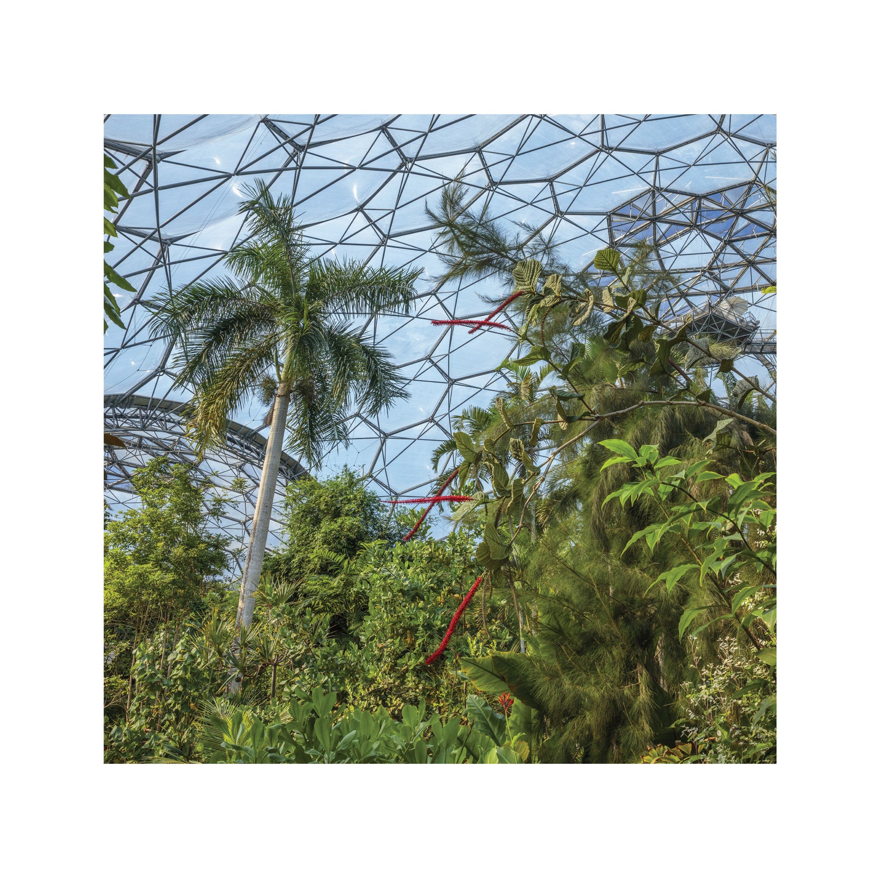 Rainforest biome greetings card