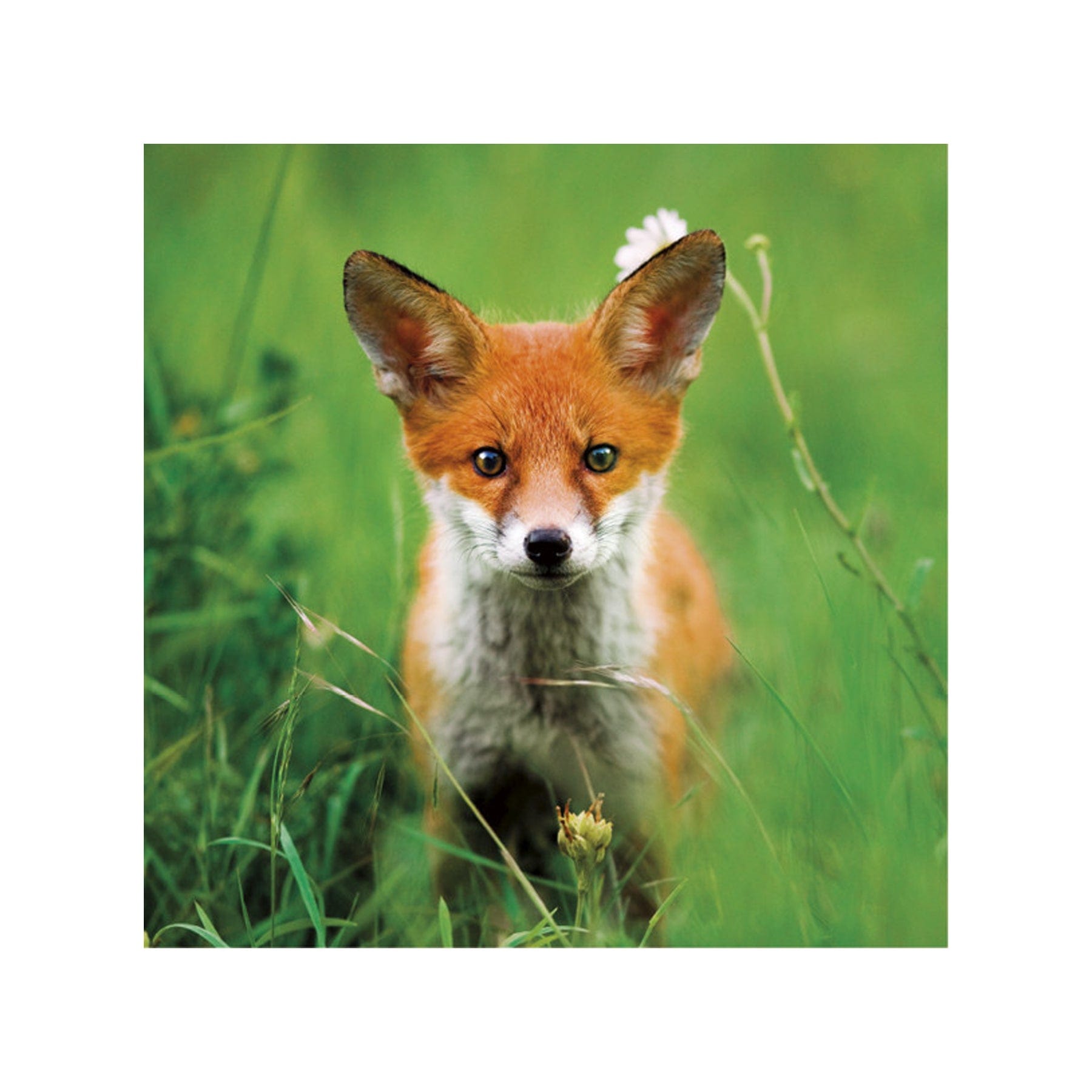 Red fox greetings card