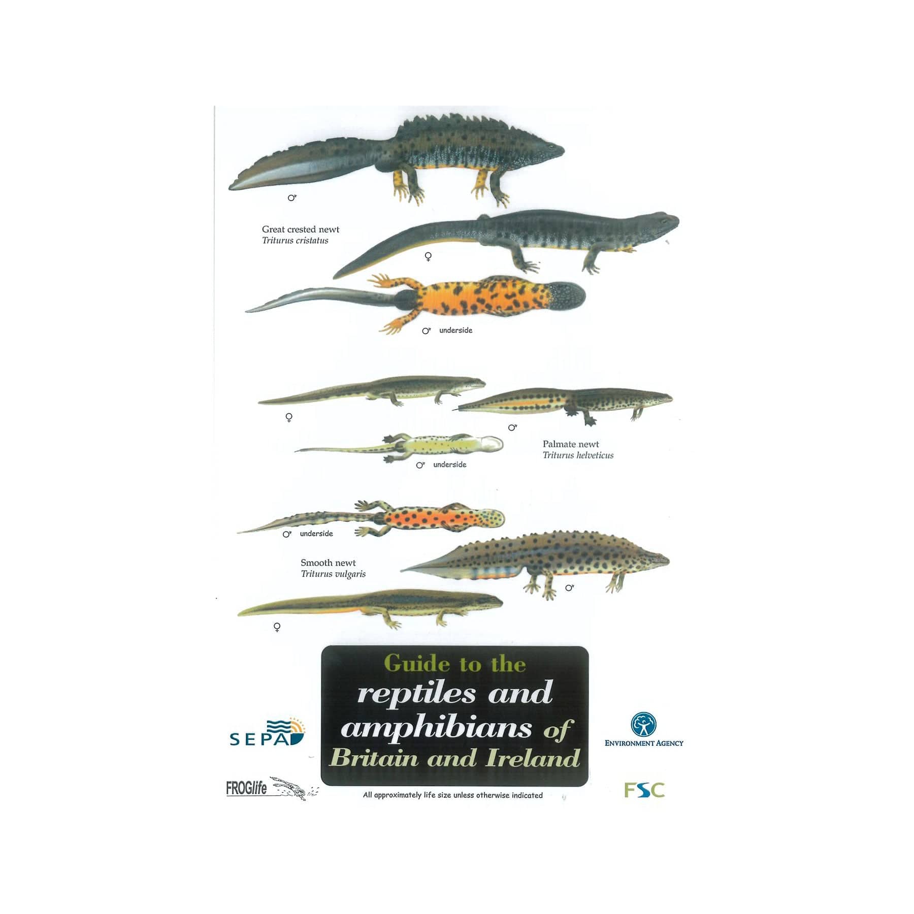 Reptiles and amphibians field guide