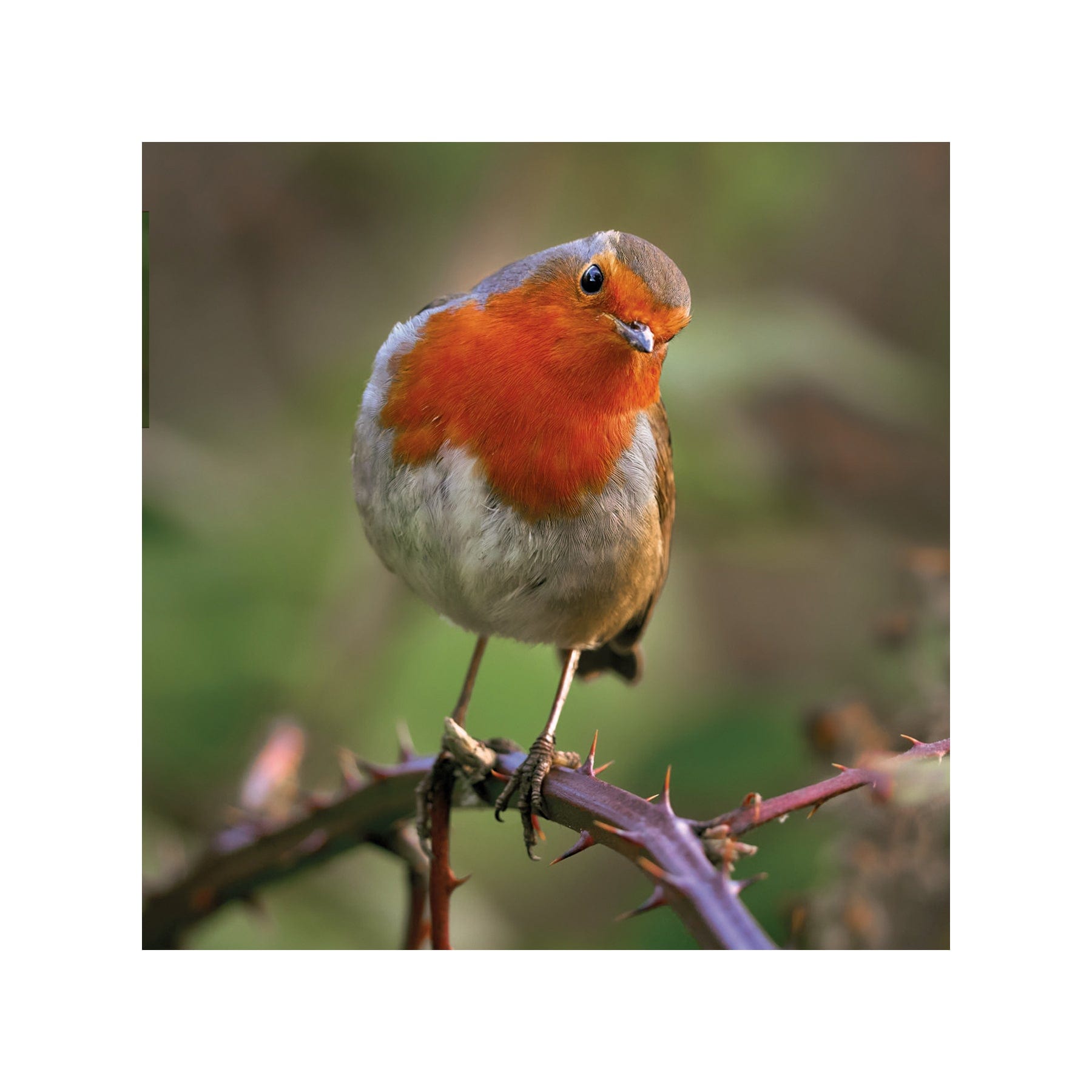 Robin on bramble greetings card