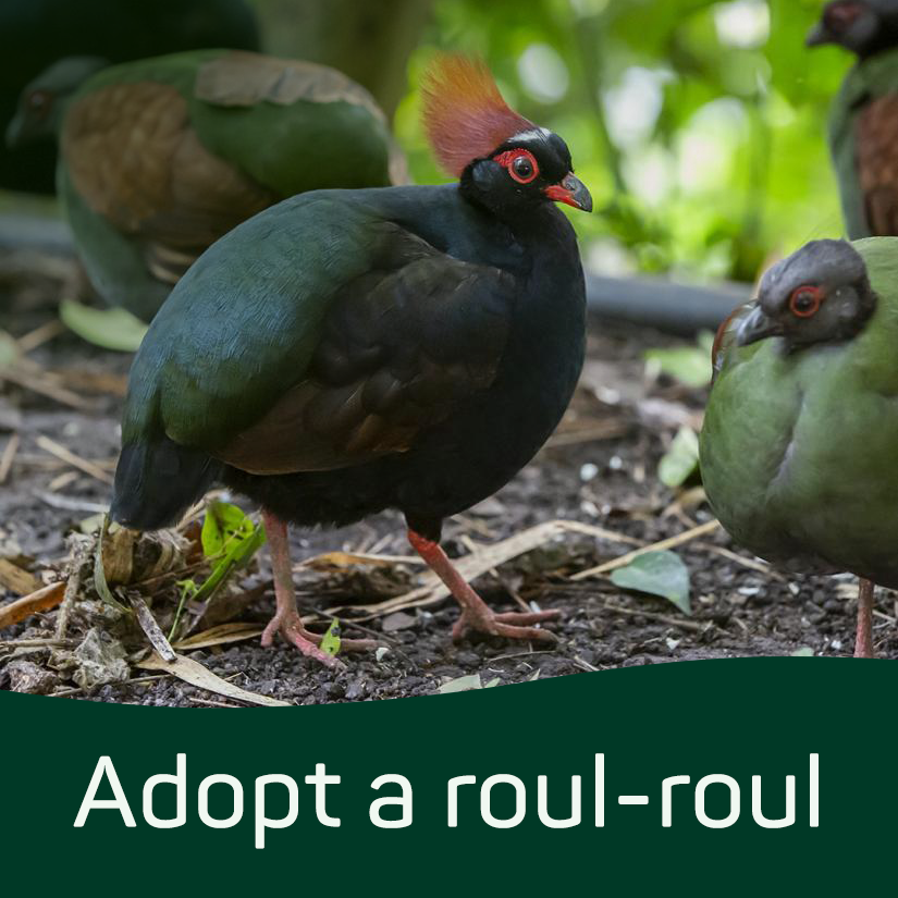 Adopt a Roul-Roul (Digital)