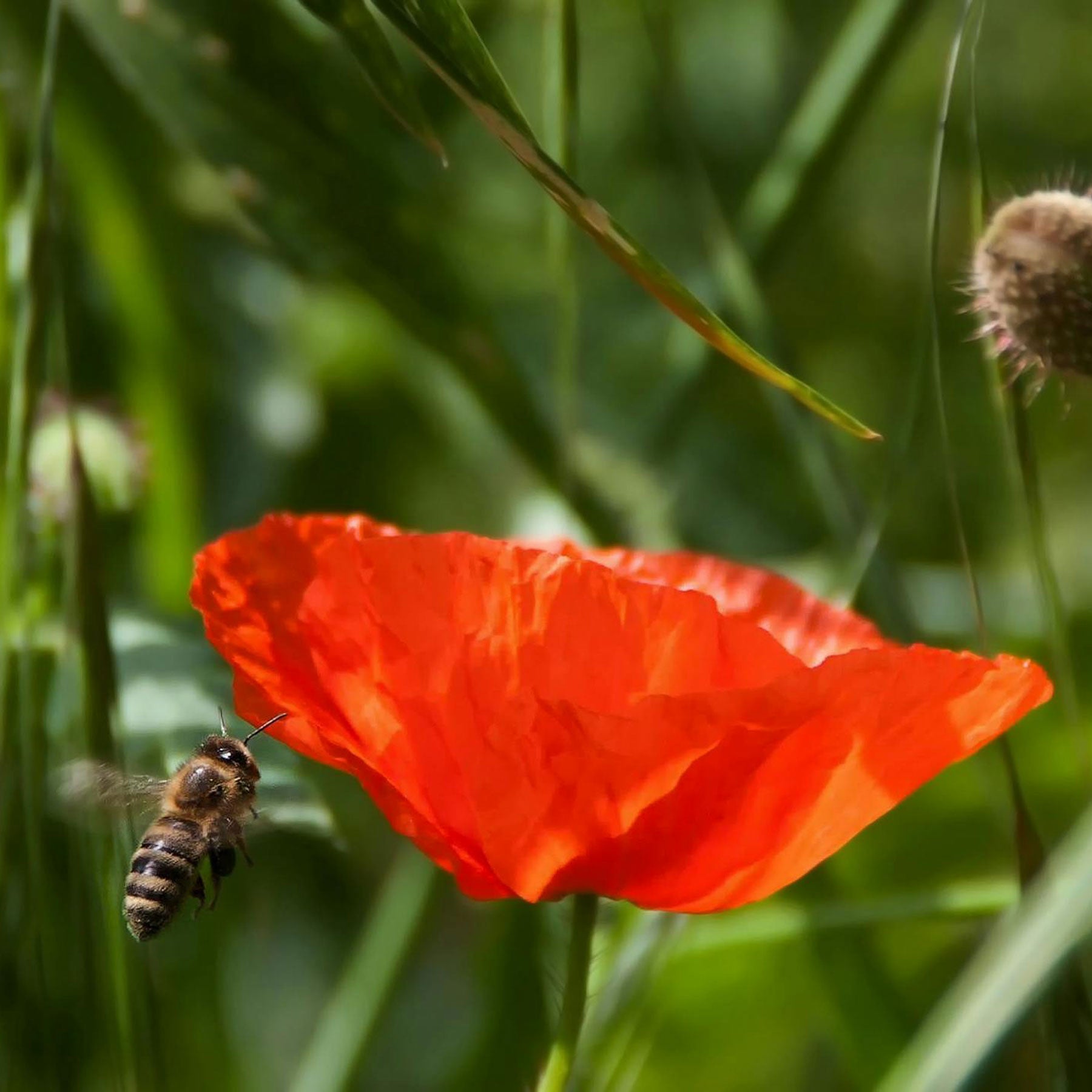 Royal Entomological Society wildflower mix tin