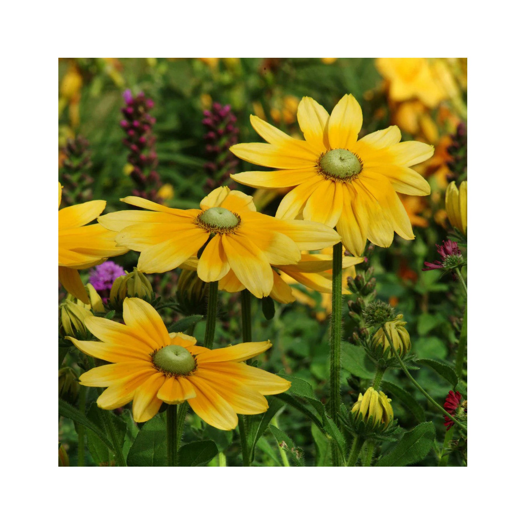 Rudbeckia green eyes seeds