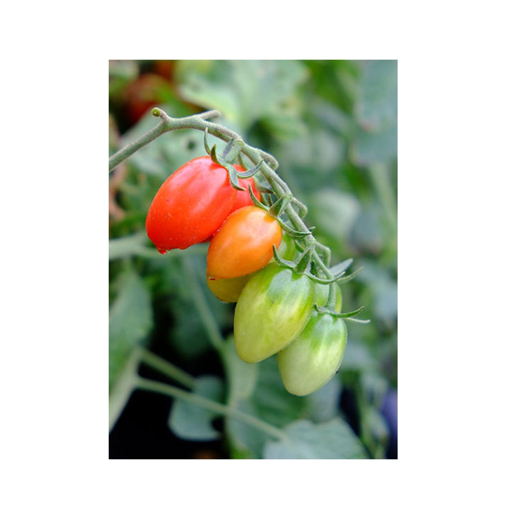 Celano tomato seeds