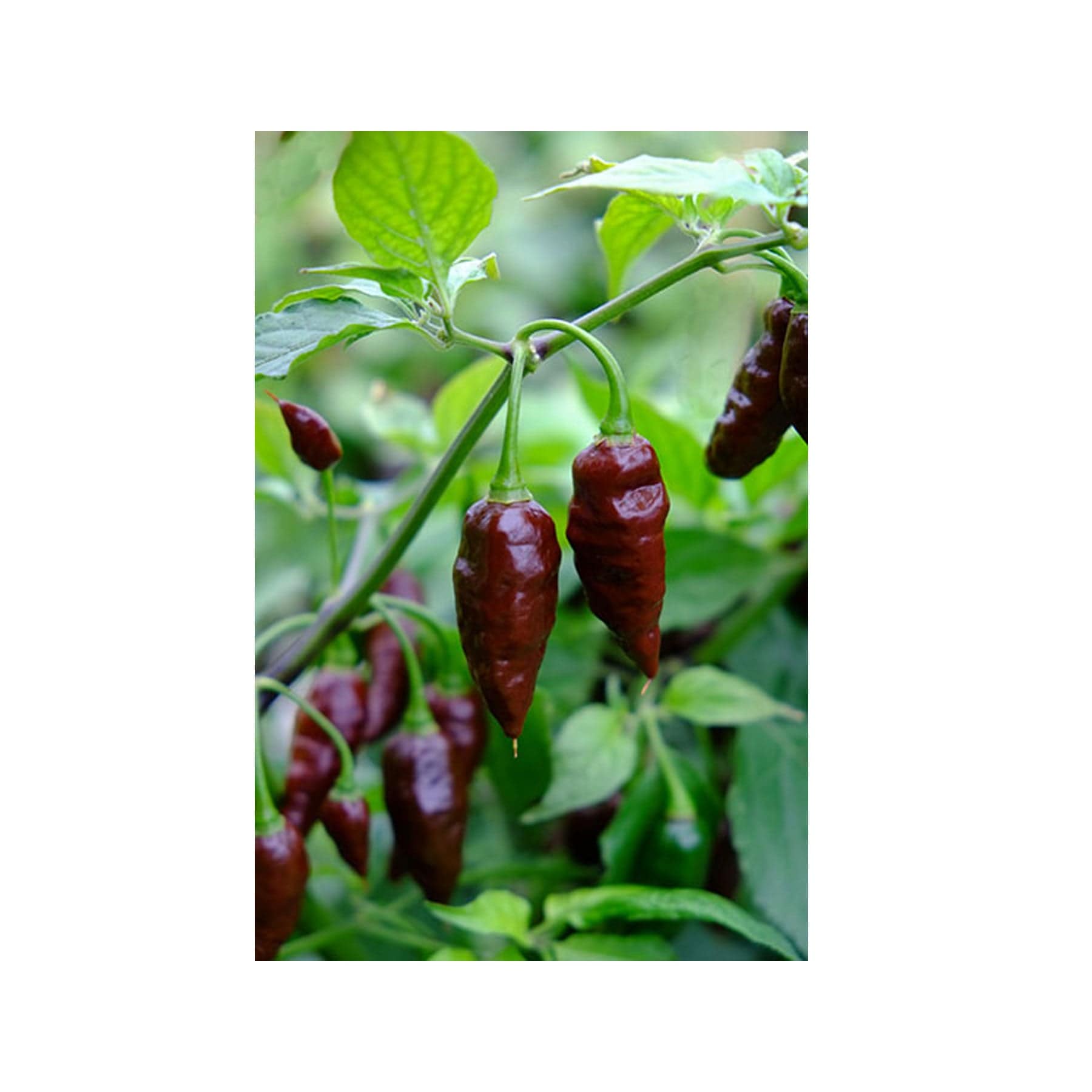 Hot chocolate chilli seeds