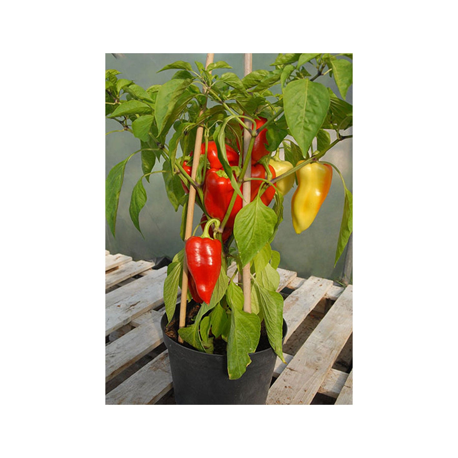 Ostry chilli seeds