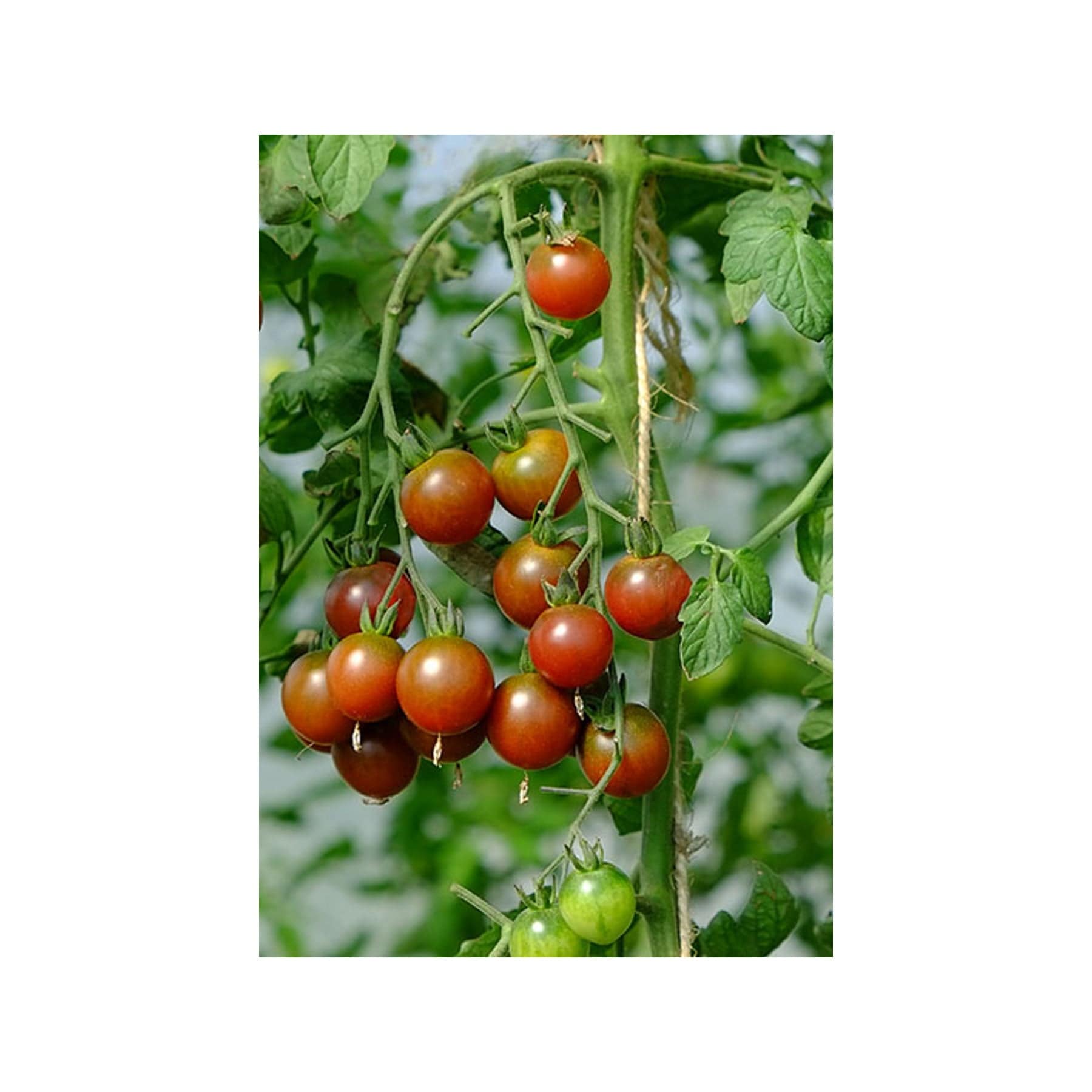 Rosella tomato seeds