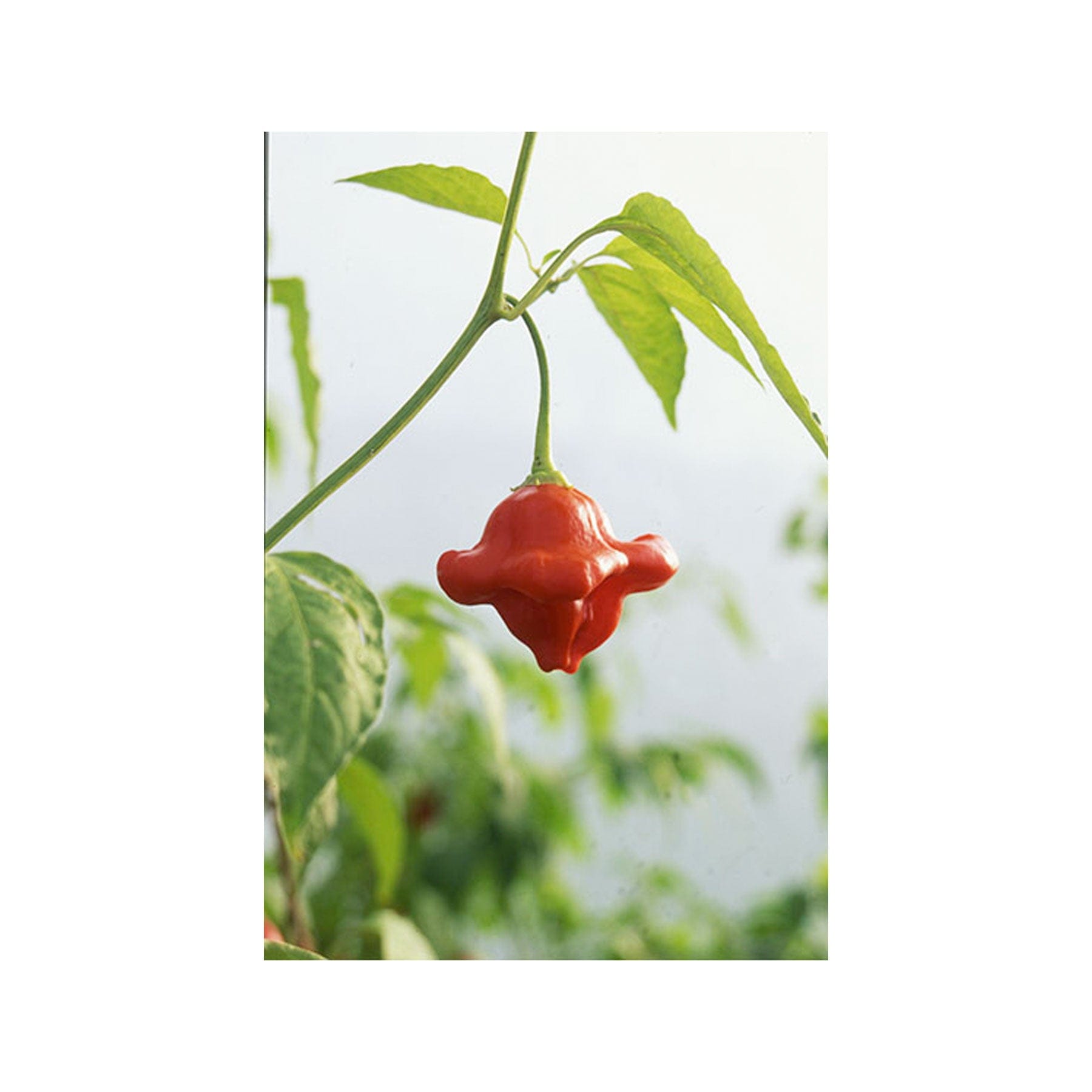 Tinkerbell chilli seeds