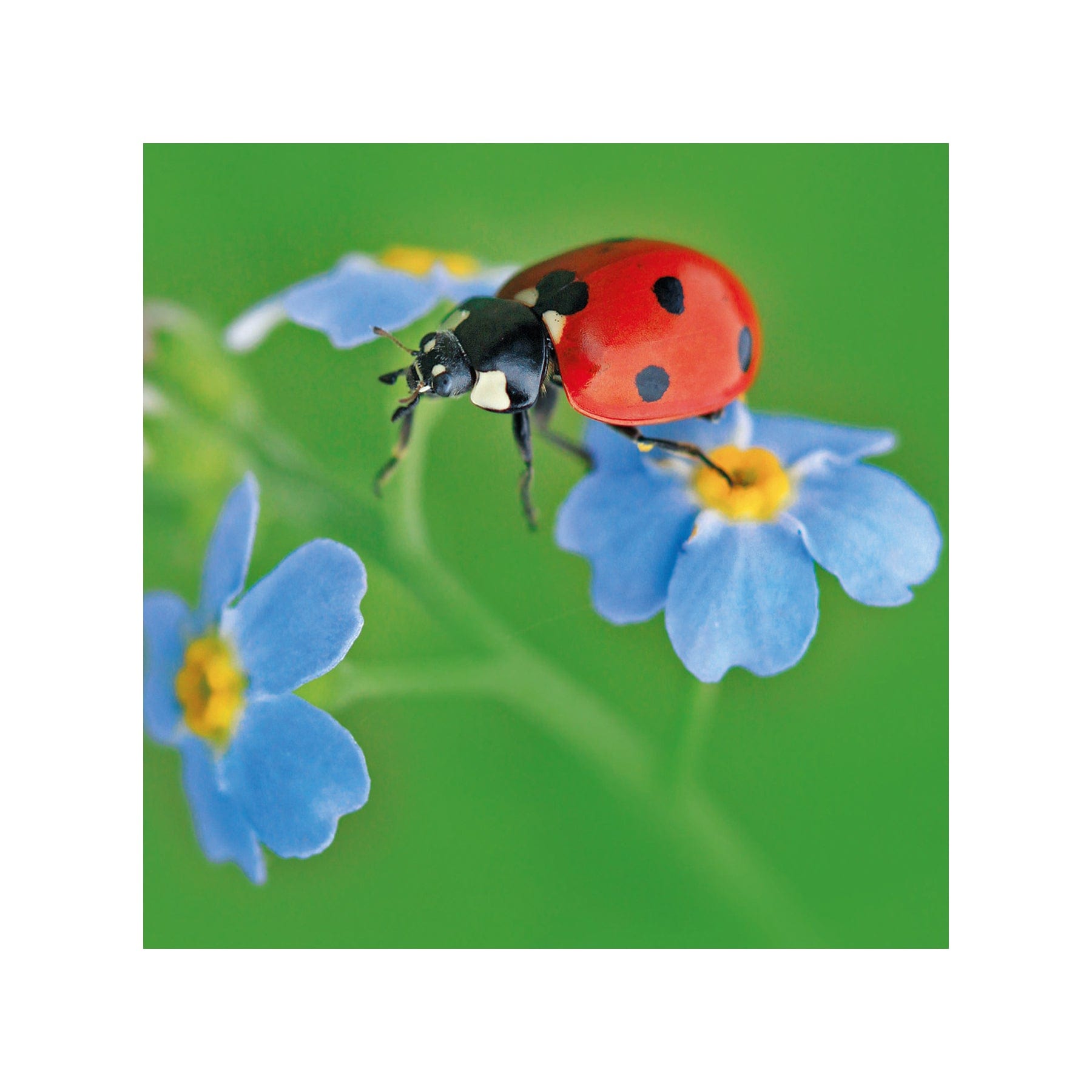 Seven-spot ladybird greetings card