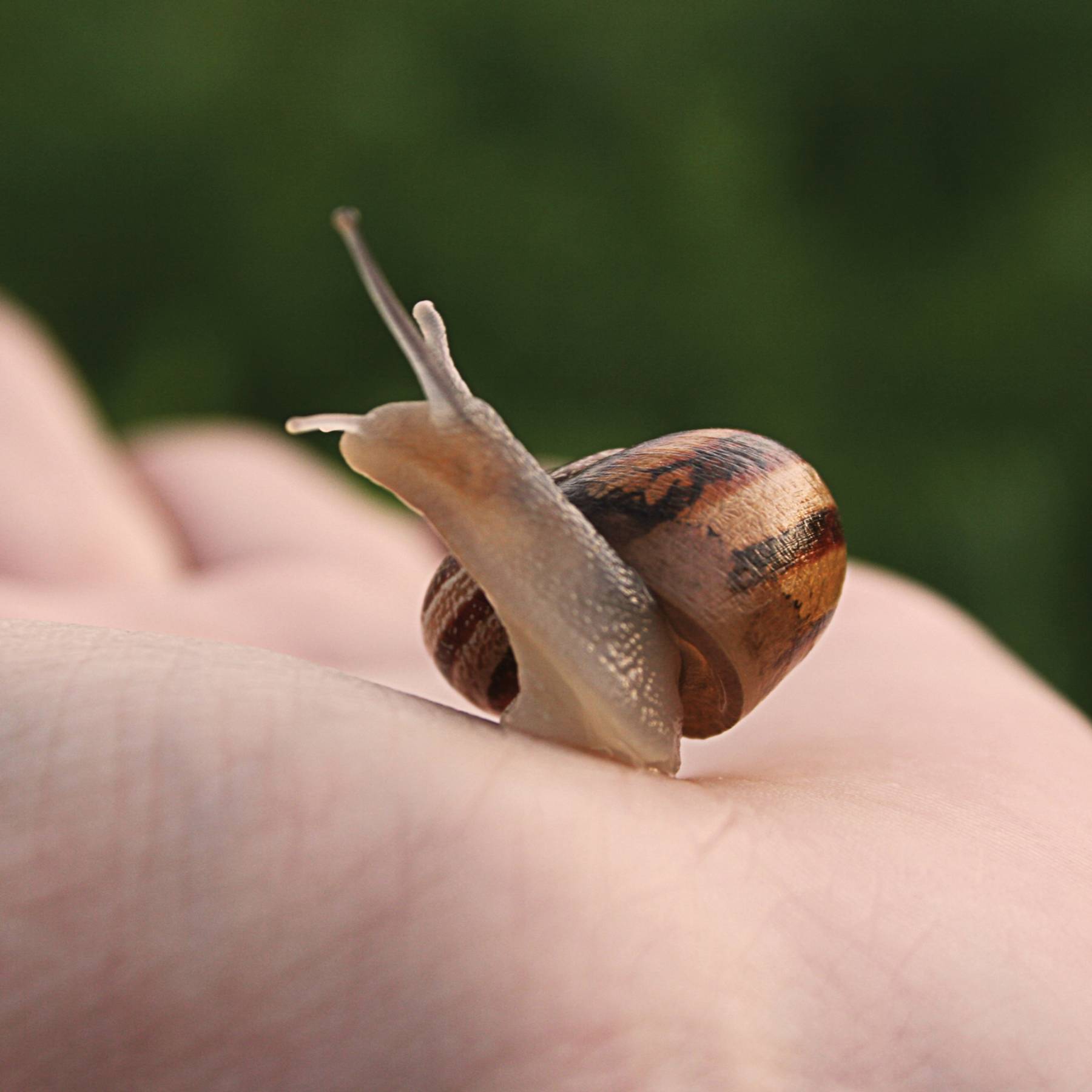 My living world snail world