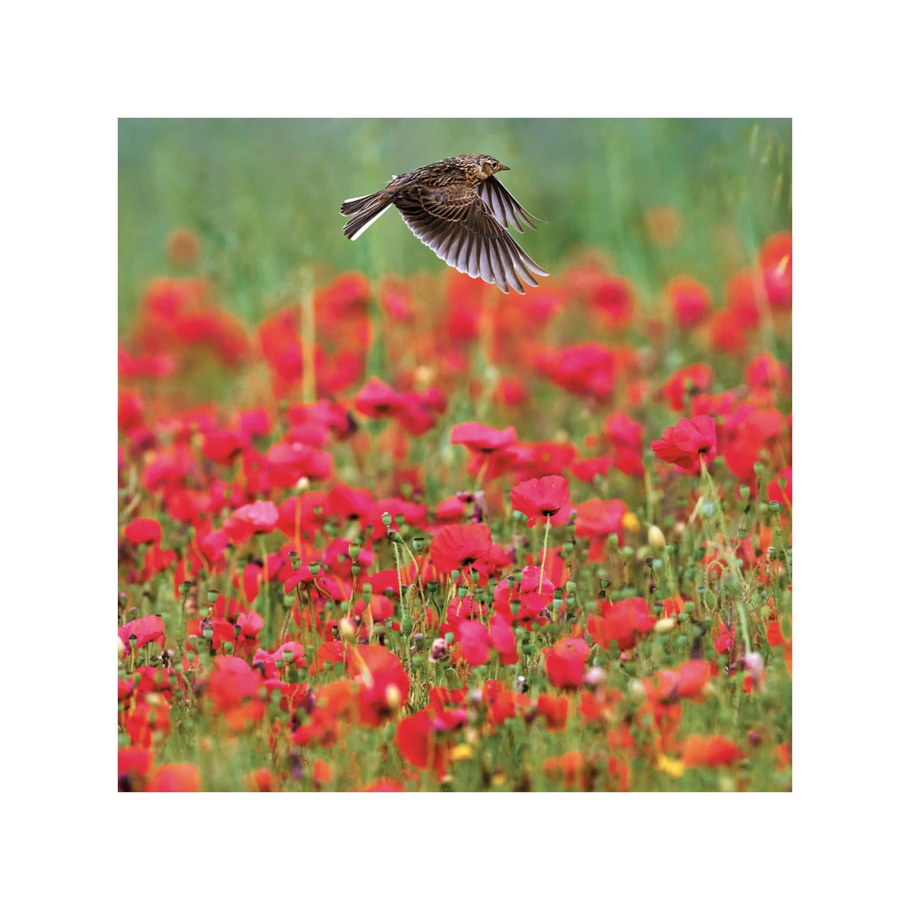 Skylark over poppies greetings card