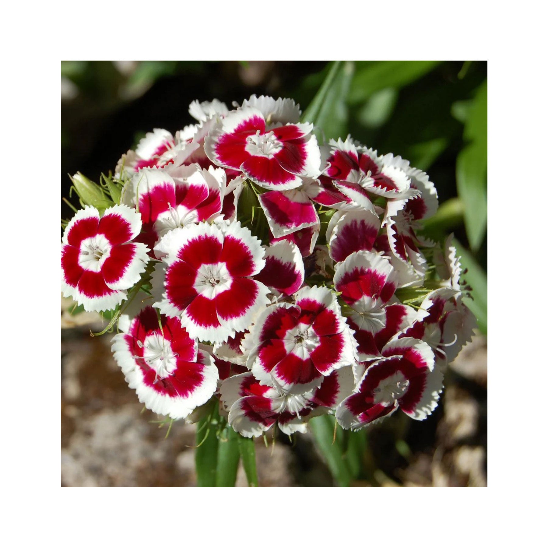 Sweet William holborn glory seeds