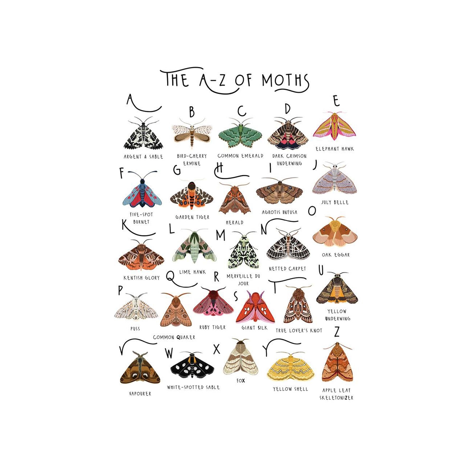 The A-Z of moths greetings card