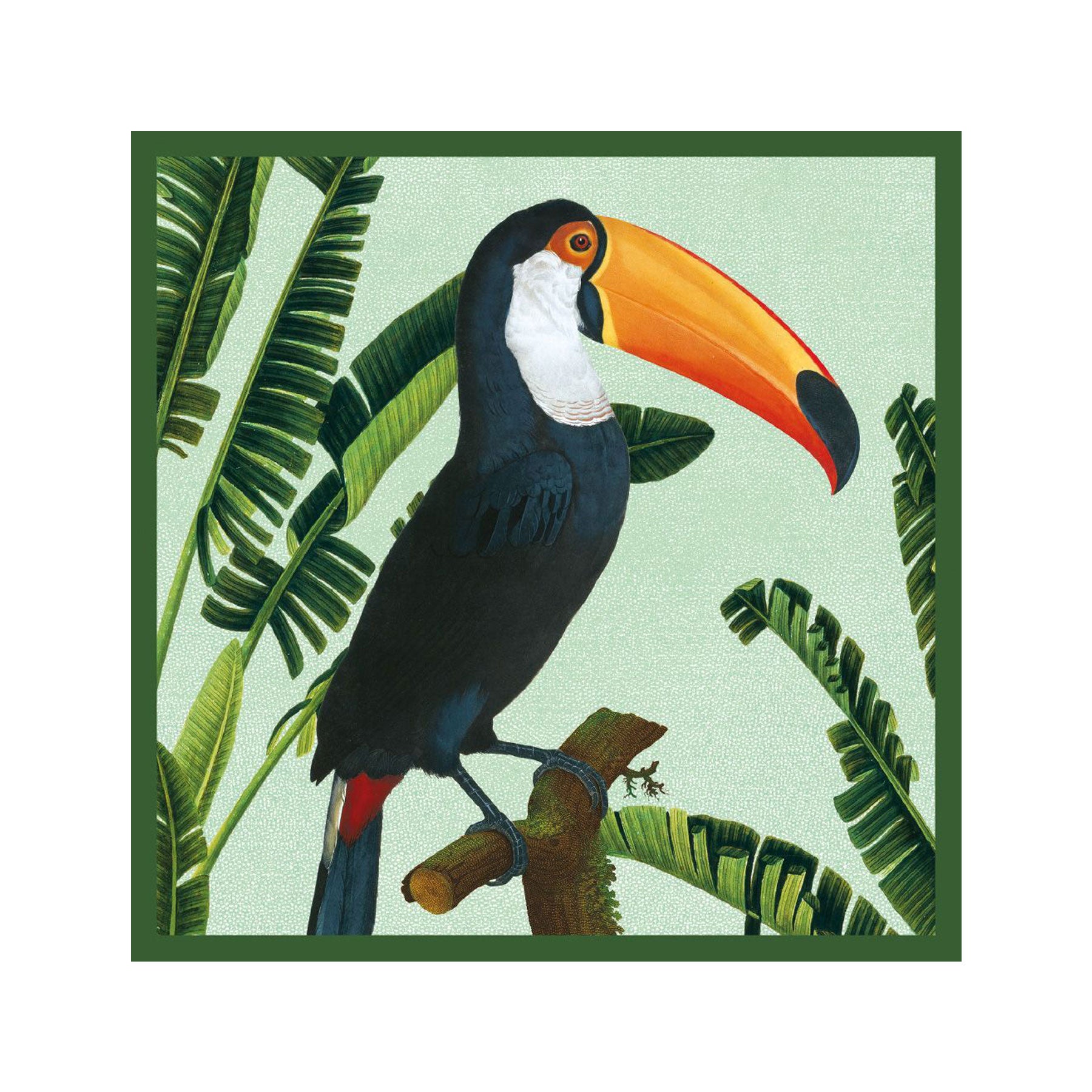 Toco toucan greetings card