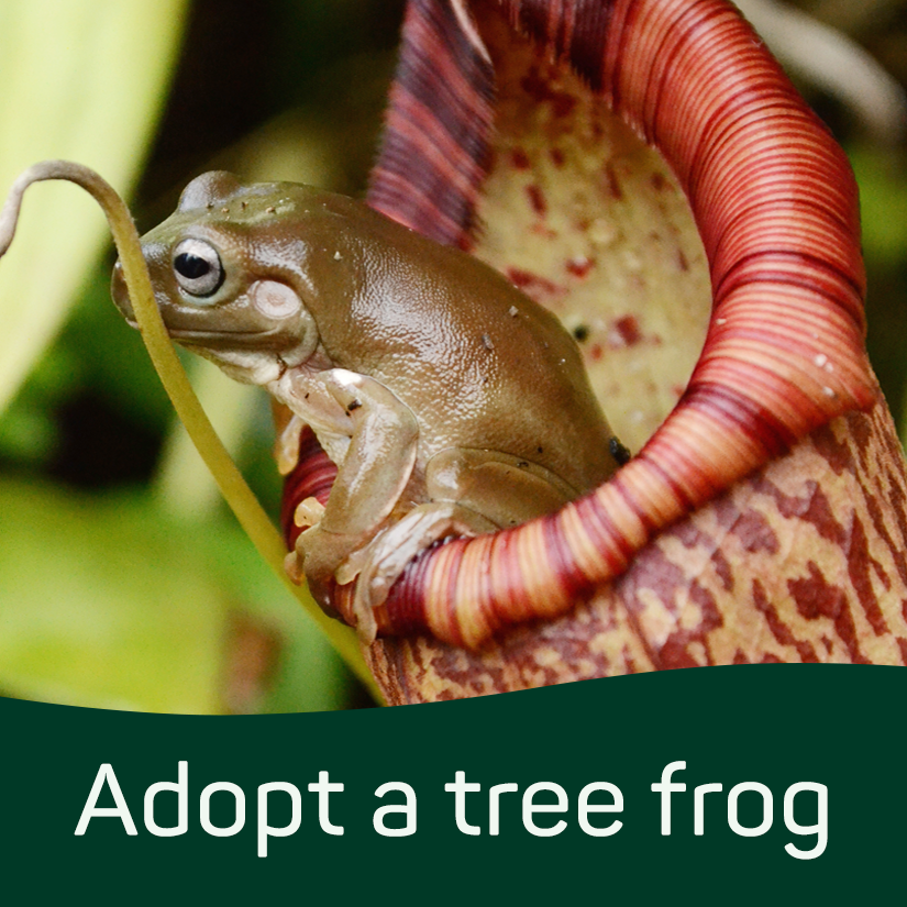 Adopt a Tree Frog (Digital)