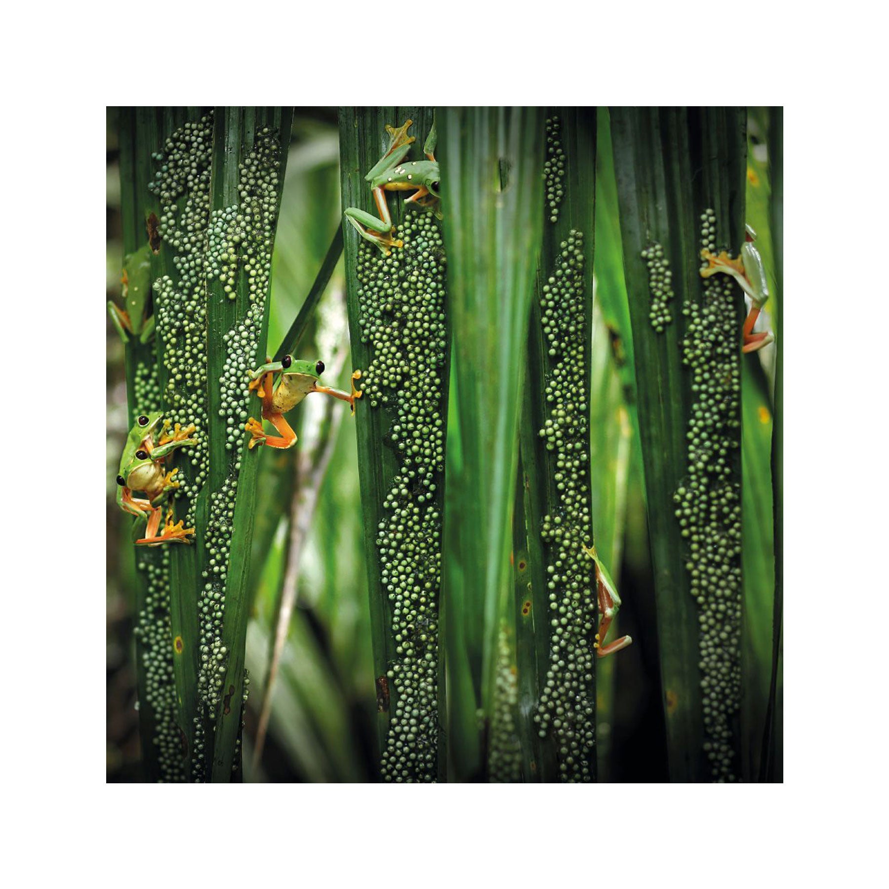 Treefrog pool party greetings card