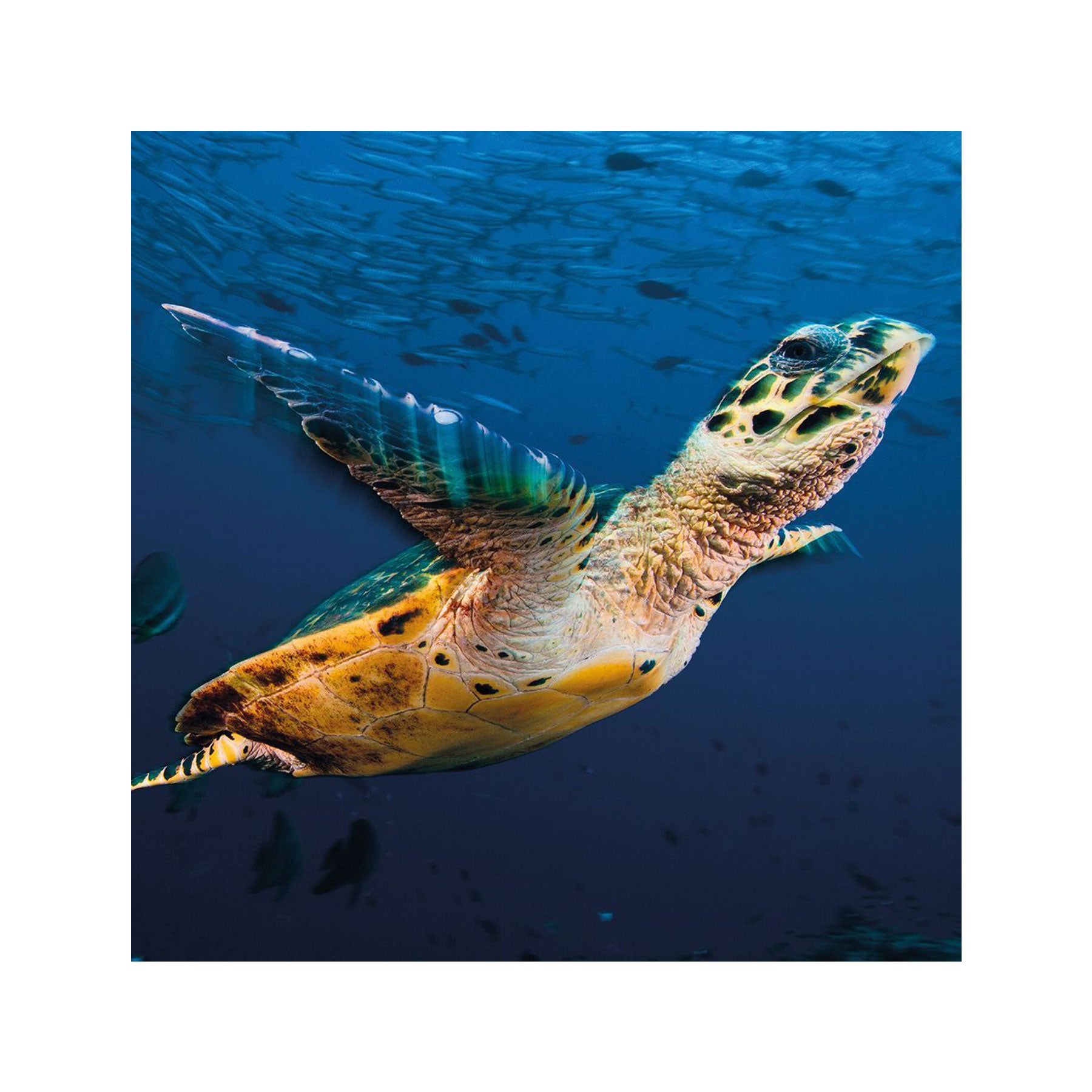 Turtle flight greetings card