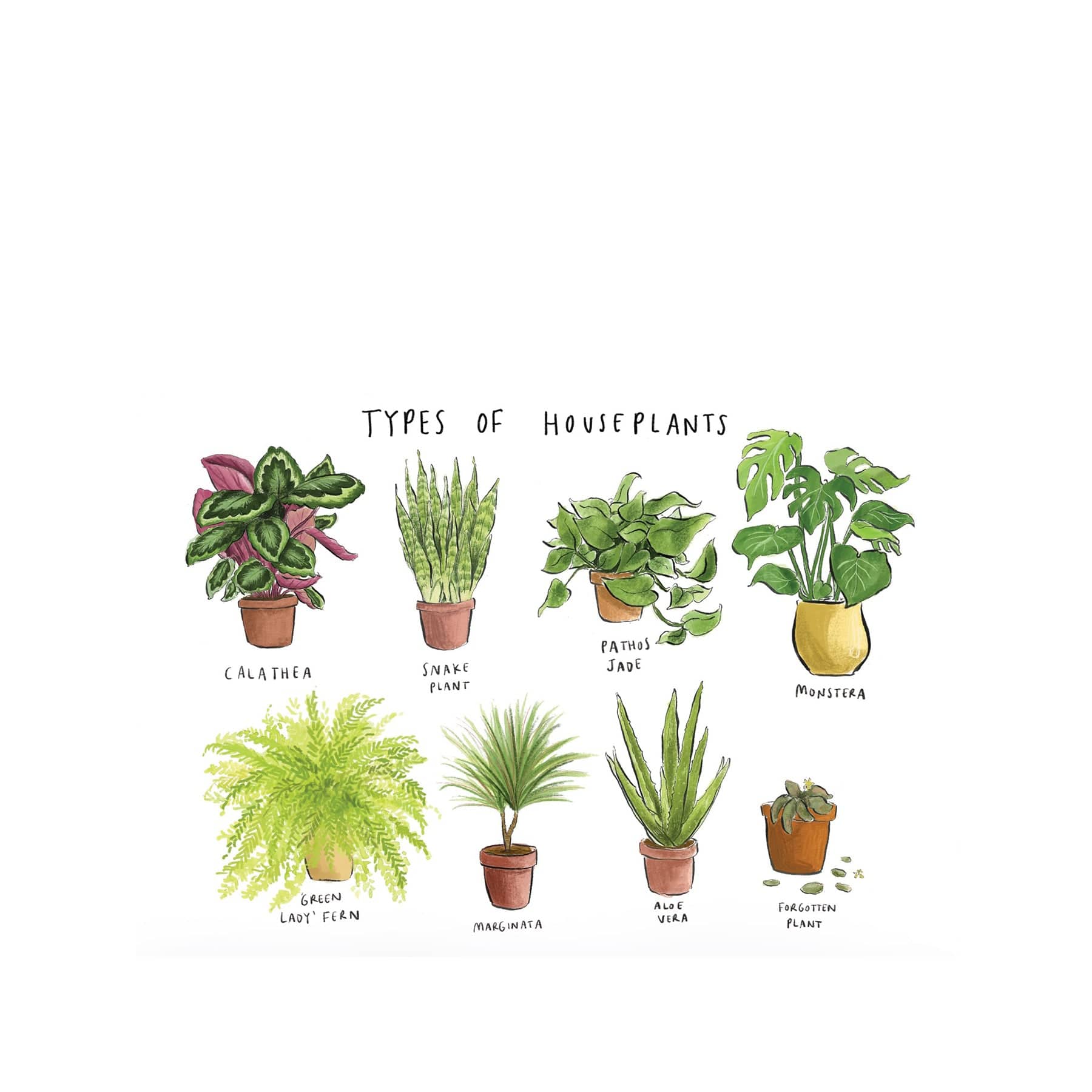 Types of houseplant greetings card