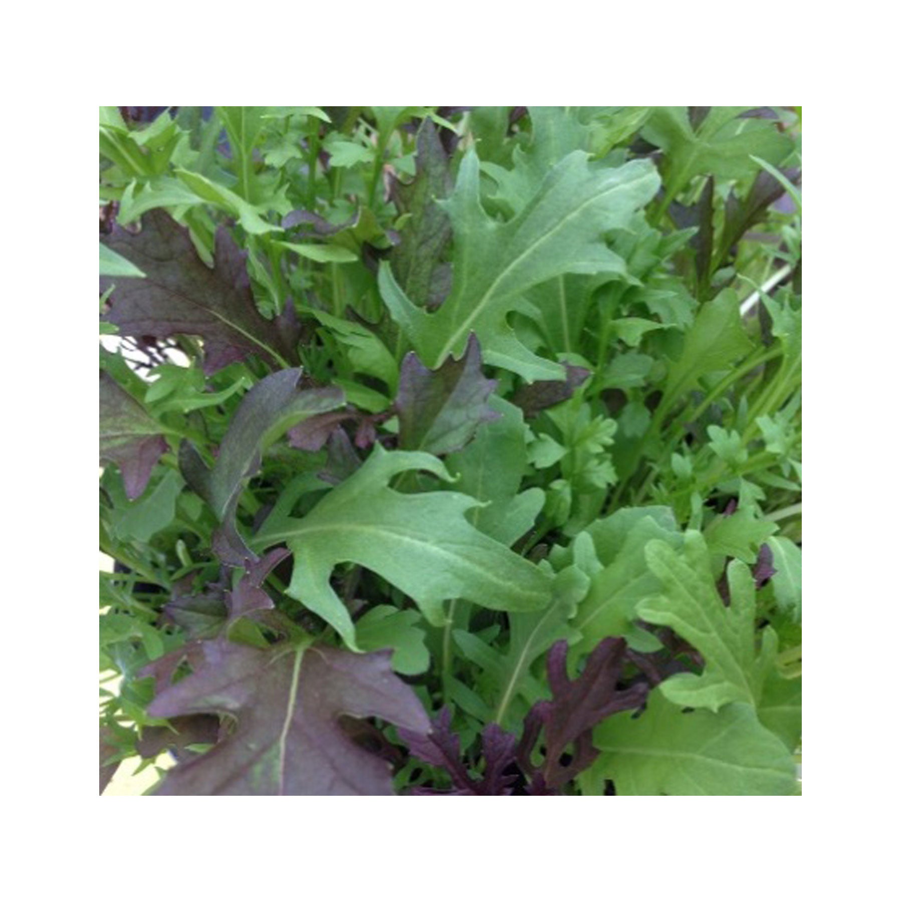 Wild rocket salad tube