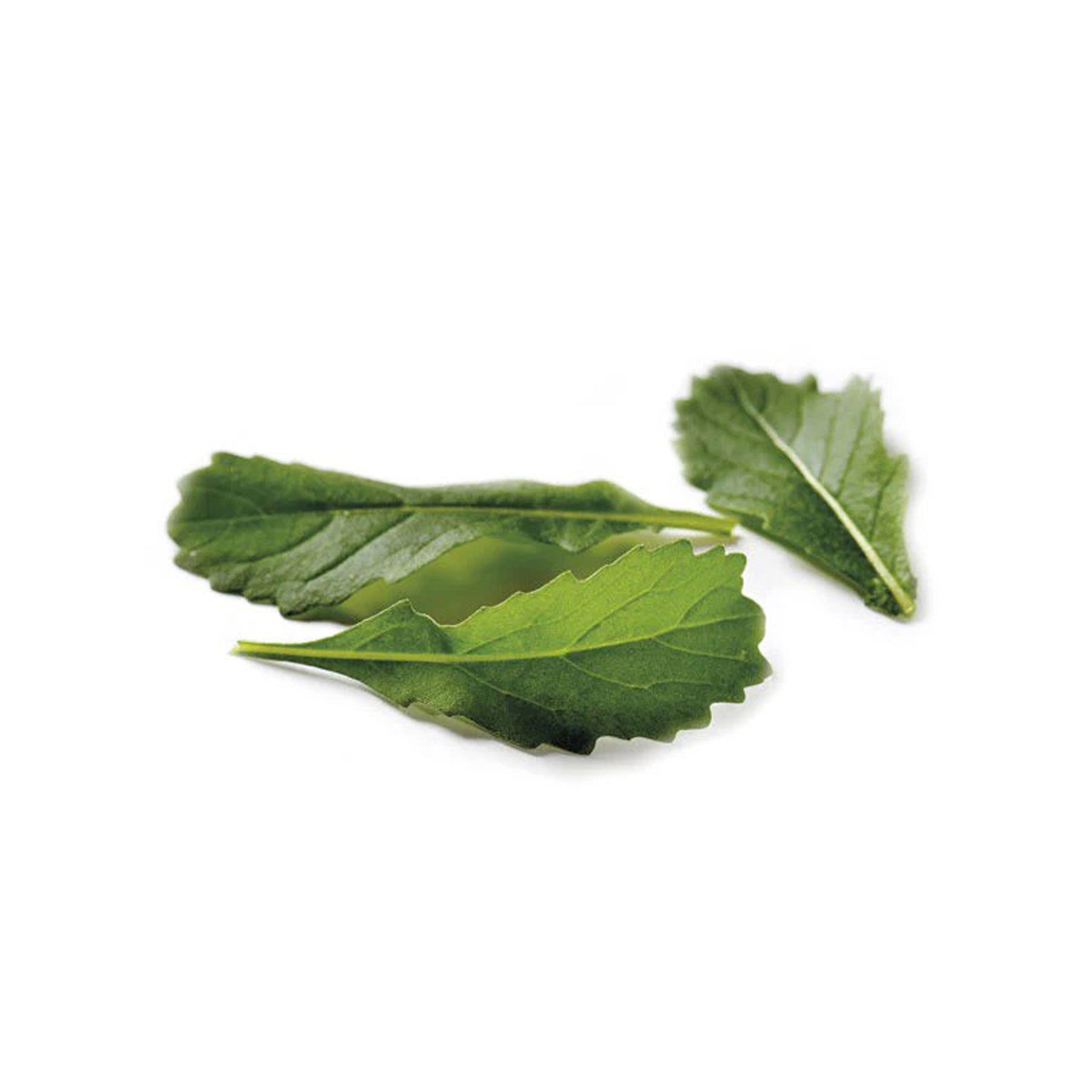 Wild rocket wasabi seeds