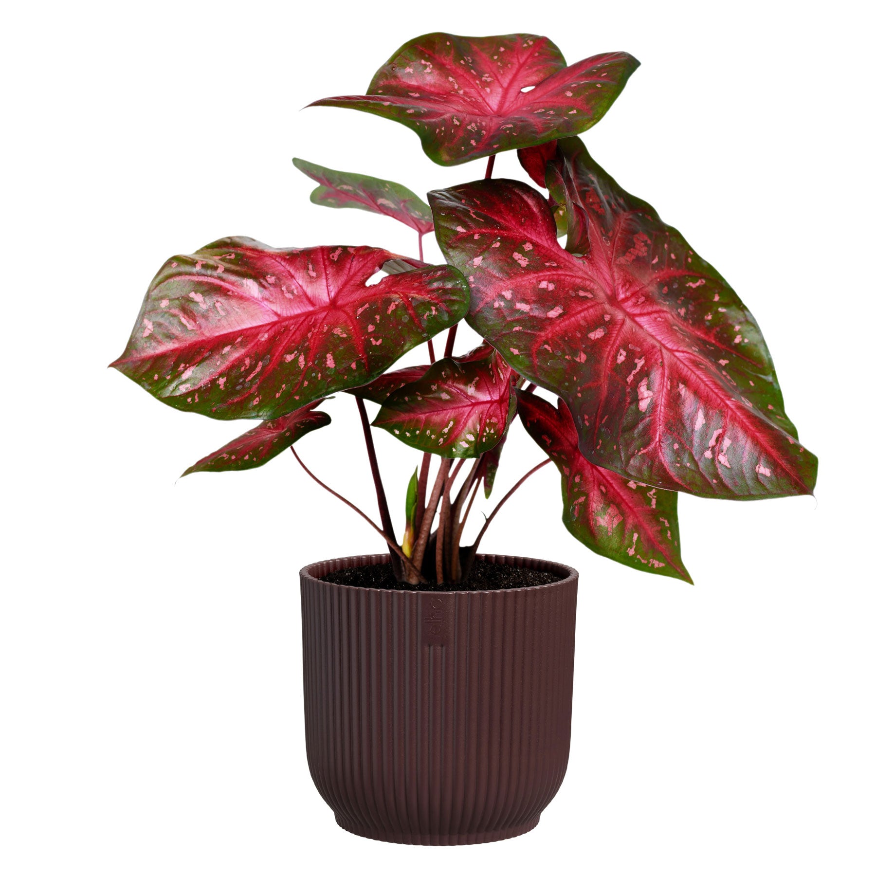 Winery collection plant pot