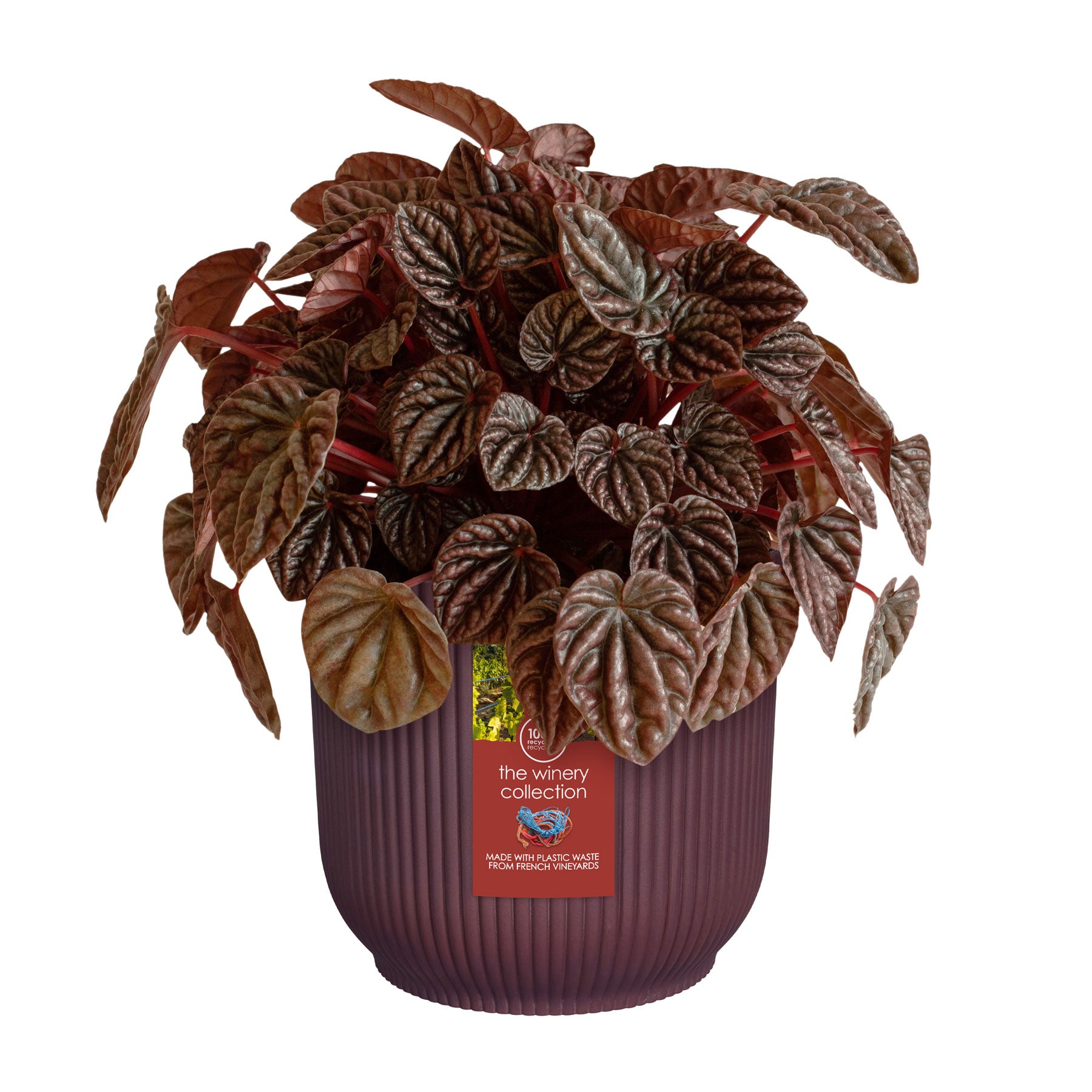 Winery collection plant pot