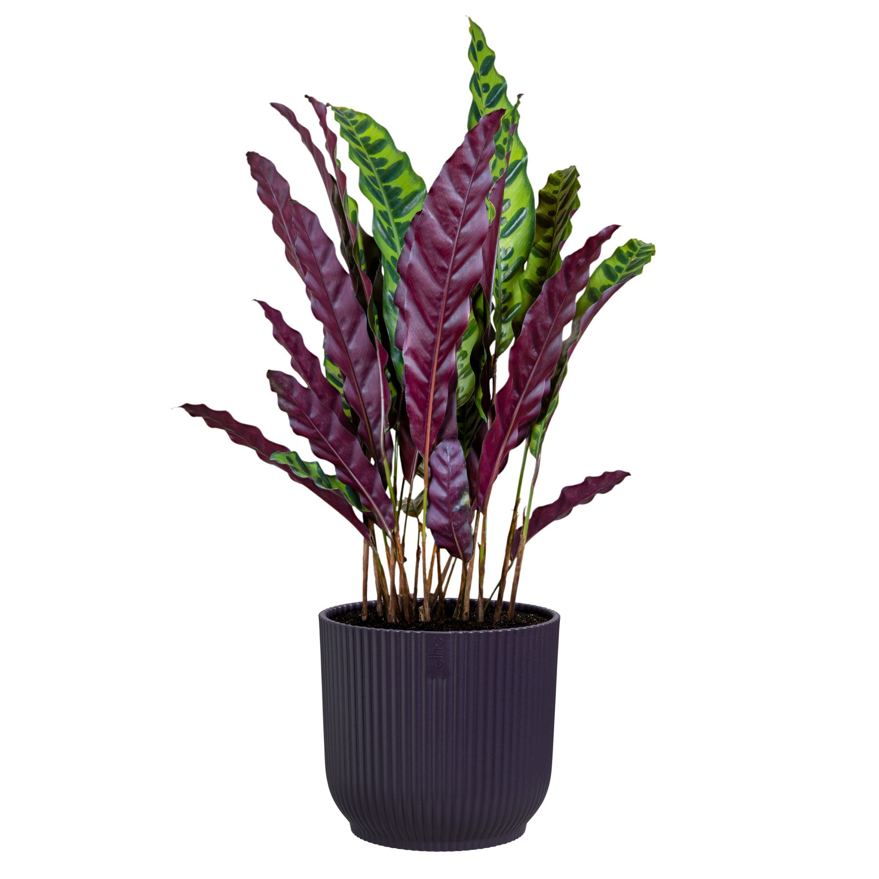 Winery collection plant pot