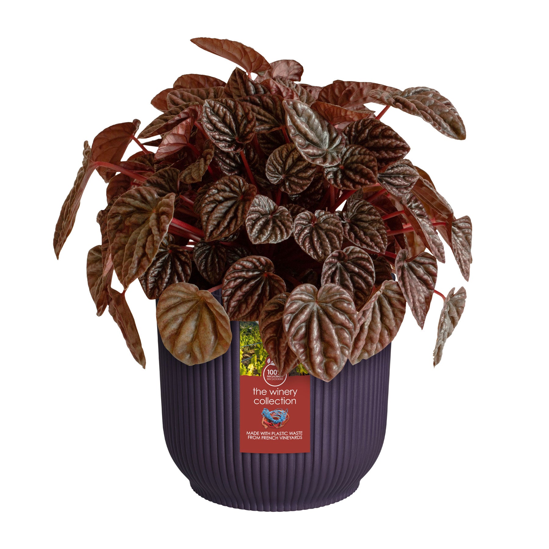 Winery collection plant pot