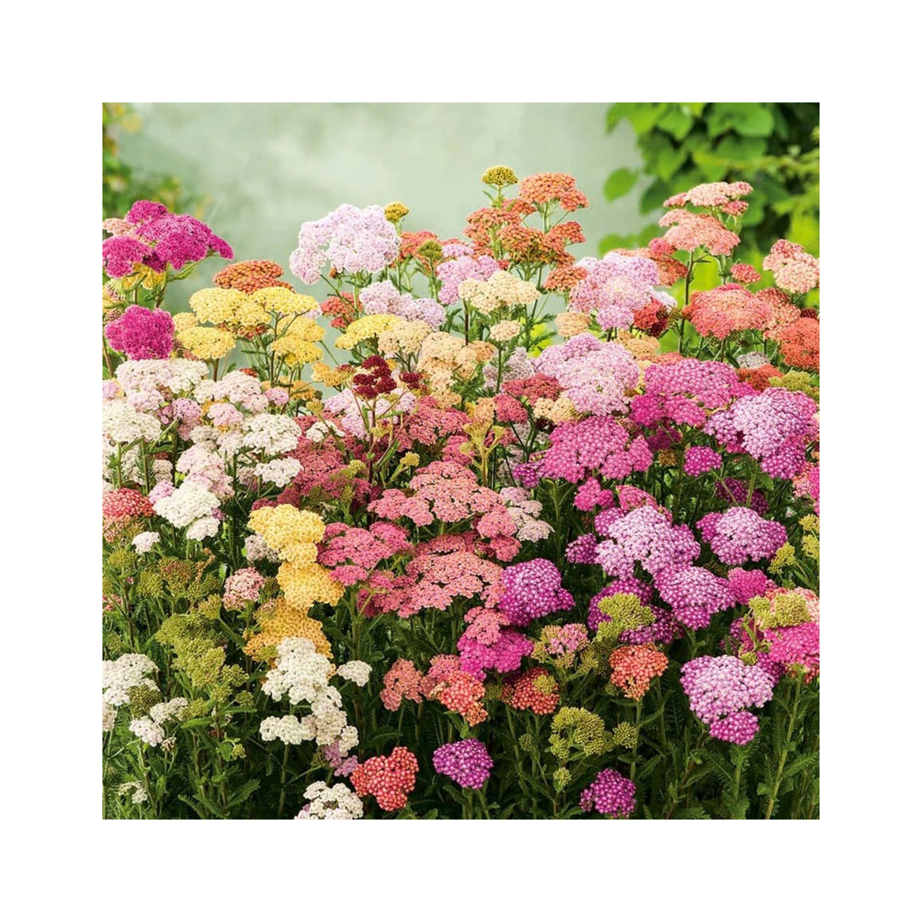 Yarrow colorado mix seeds