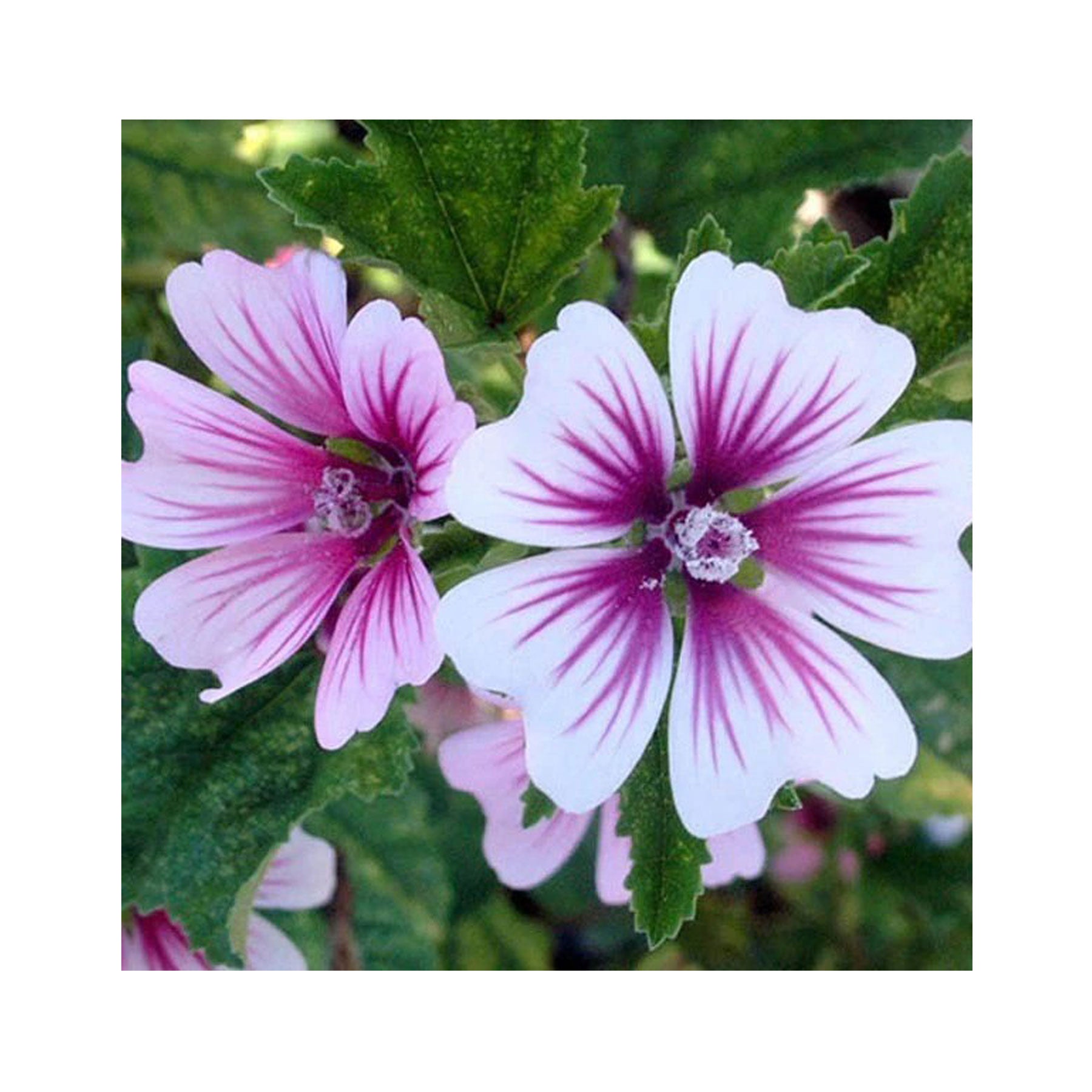 Mallow zebrina seeds