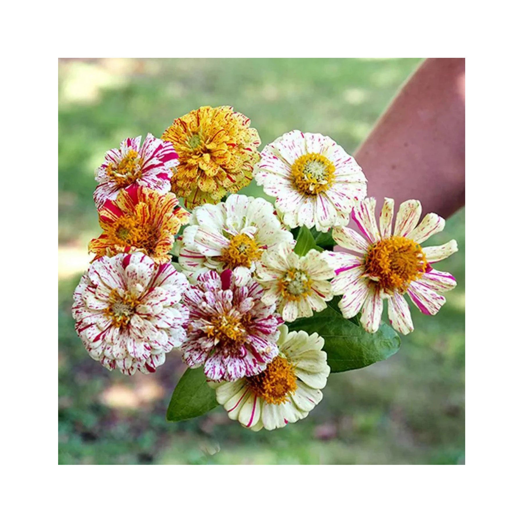 Zinnia peppermint stick seeds
